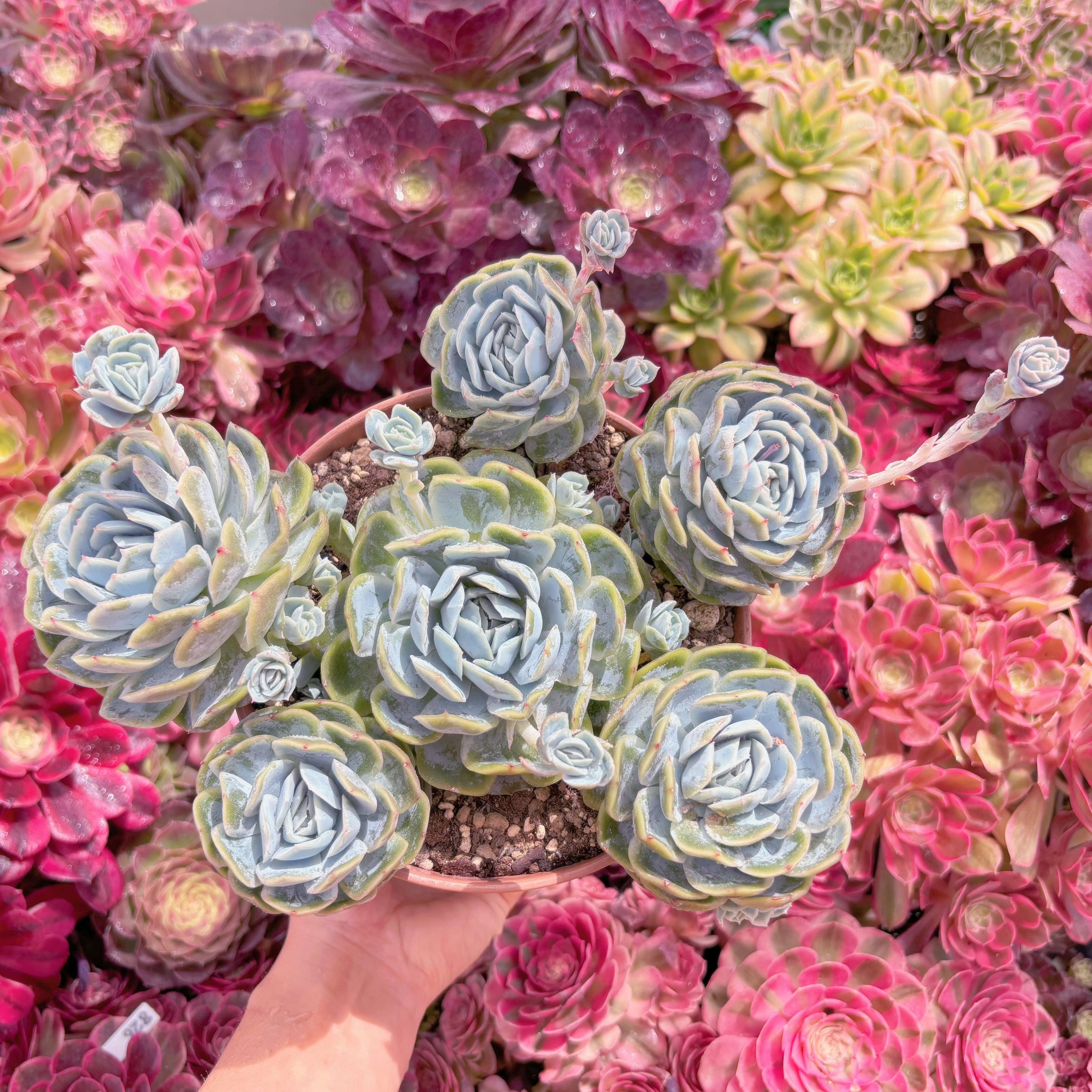 現品　Sina#A052　特大群生　新入荷　るる農園