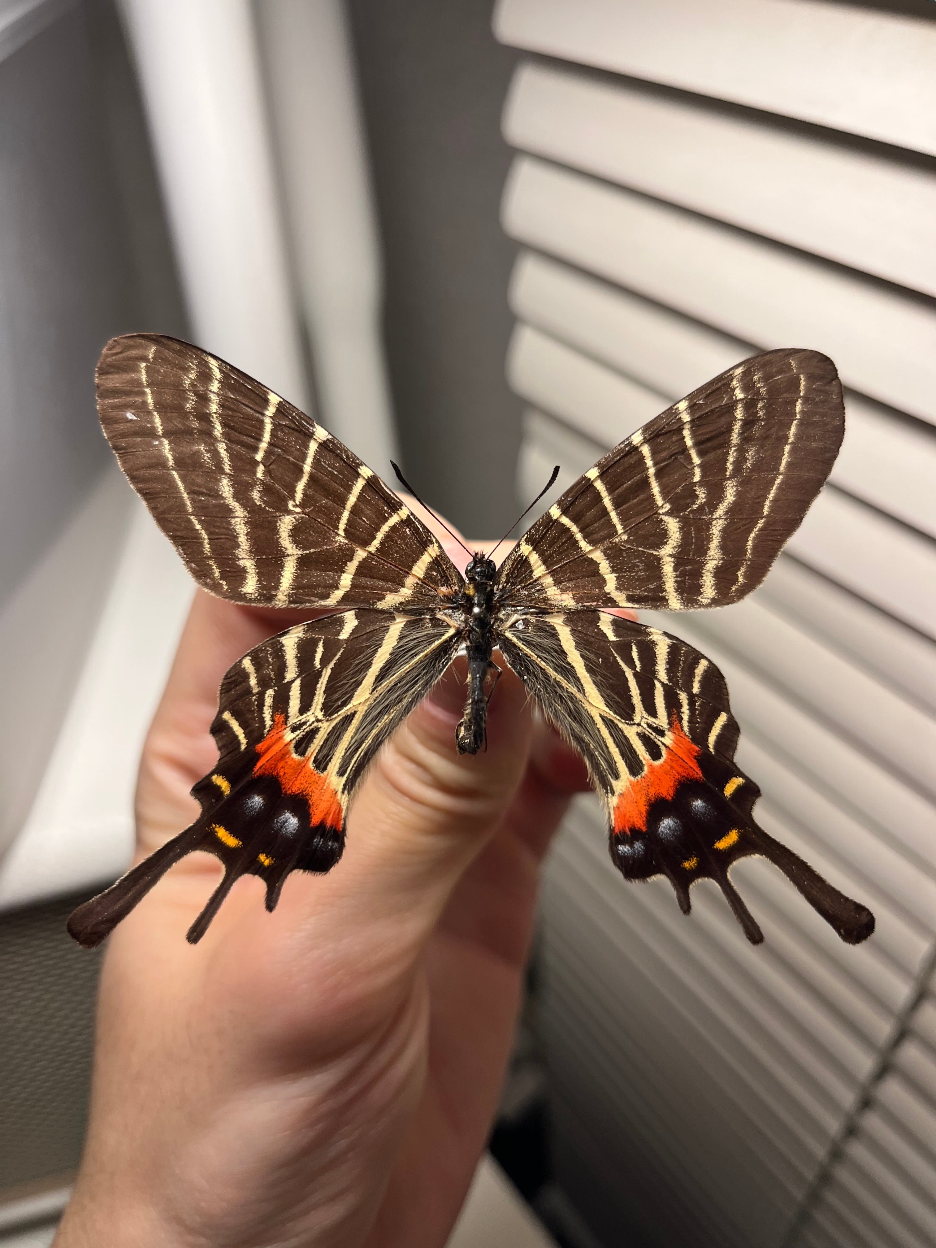 極太珍々】スジバネトゲフチオオウスバカミキリムシの幼虫 特大