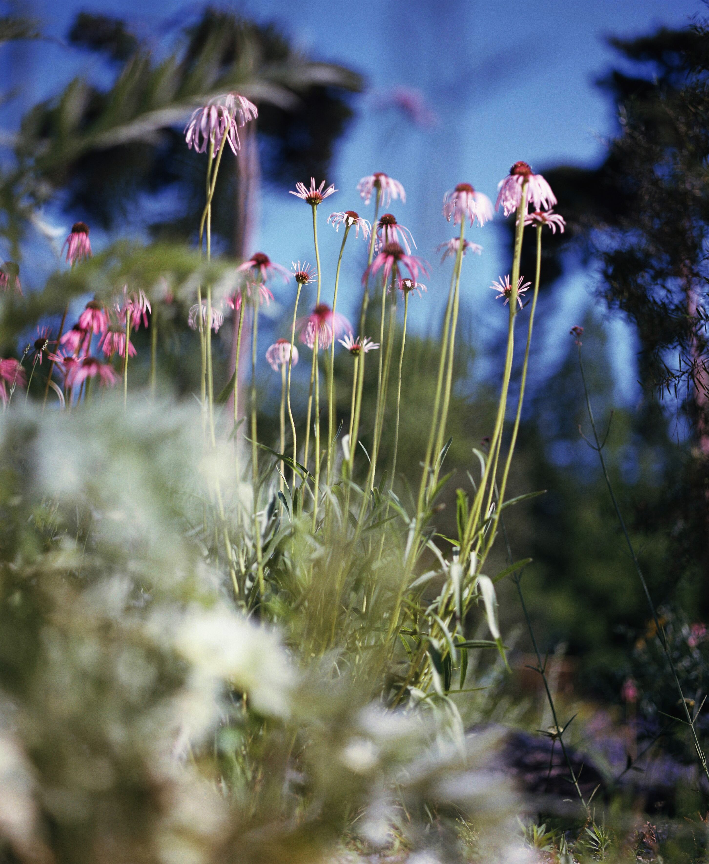 残間奈津子(写真)エキナセア・ピンク (植物・大全紙サイズ ⑦ )