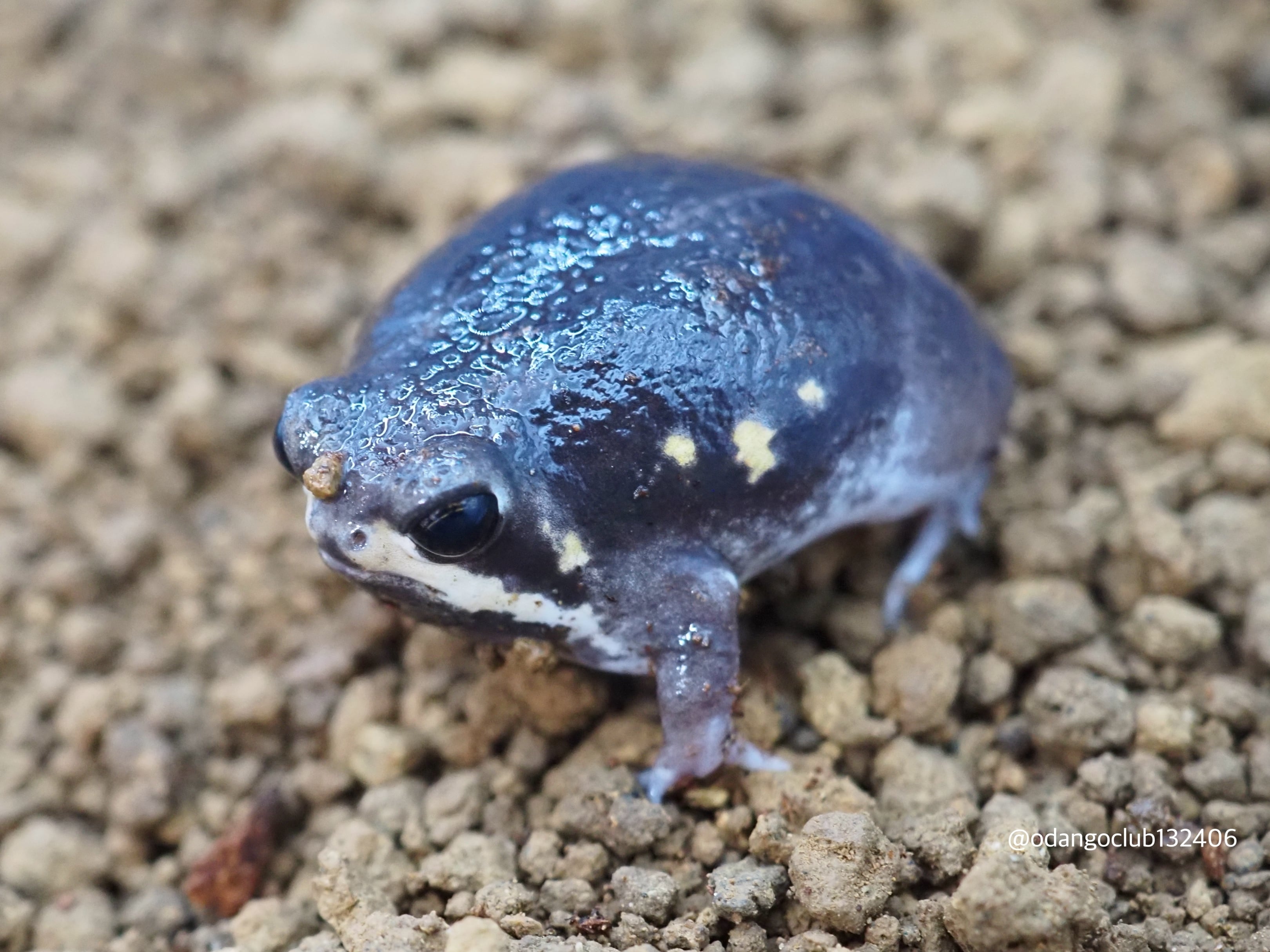 4eca4e73359eede85901e620368361