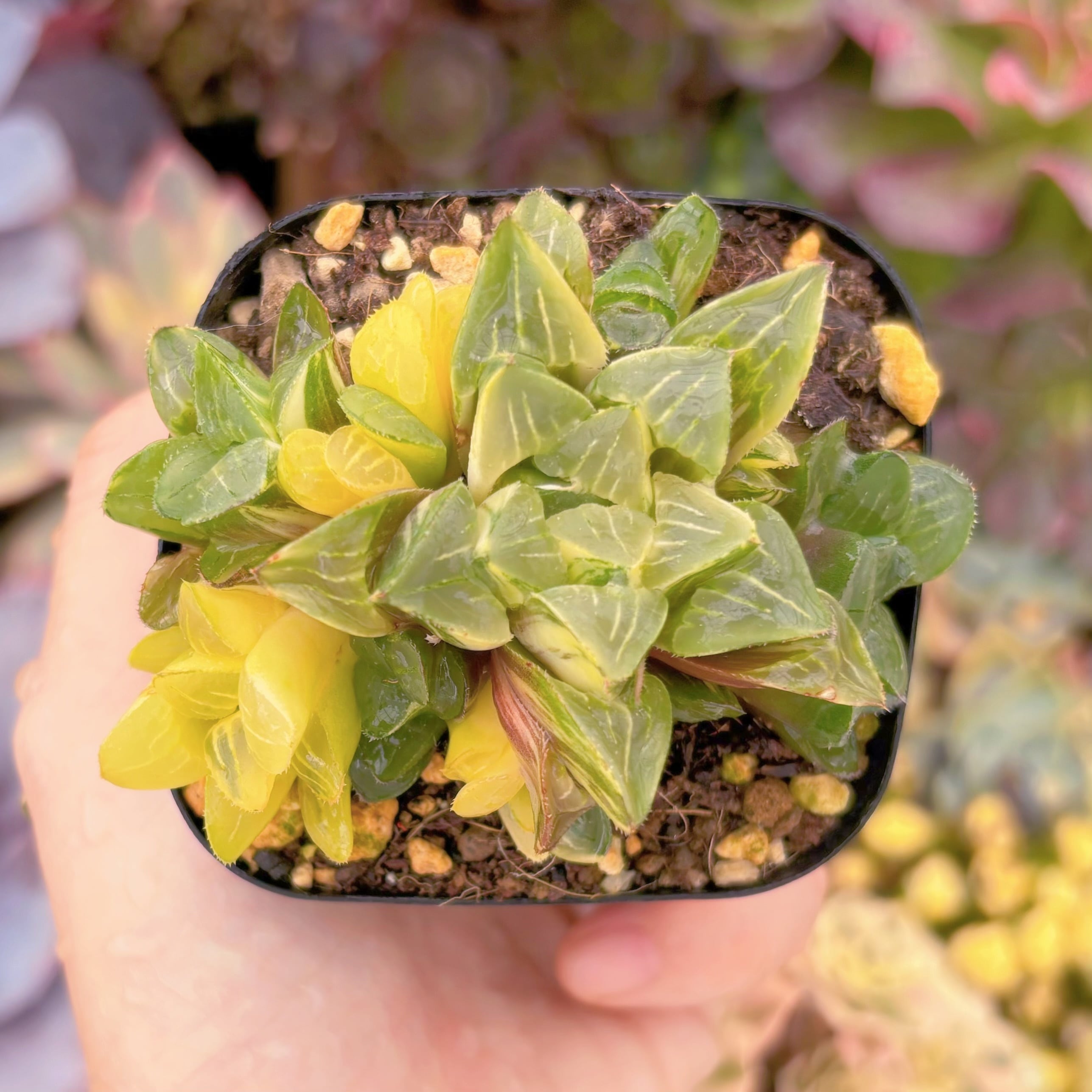 現品　ハオルチア姫寿錦#F239　群生　古株　るる農園