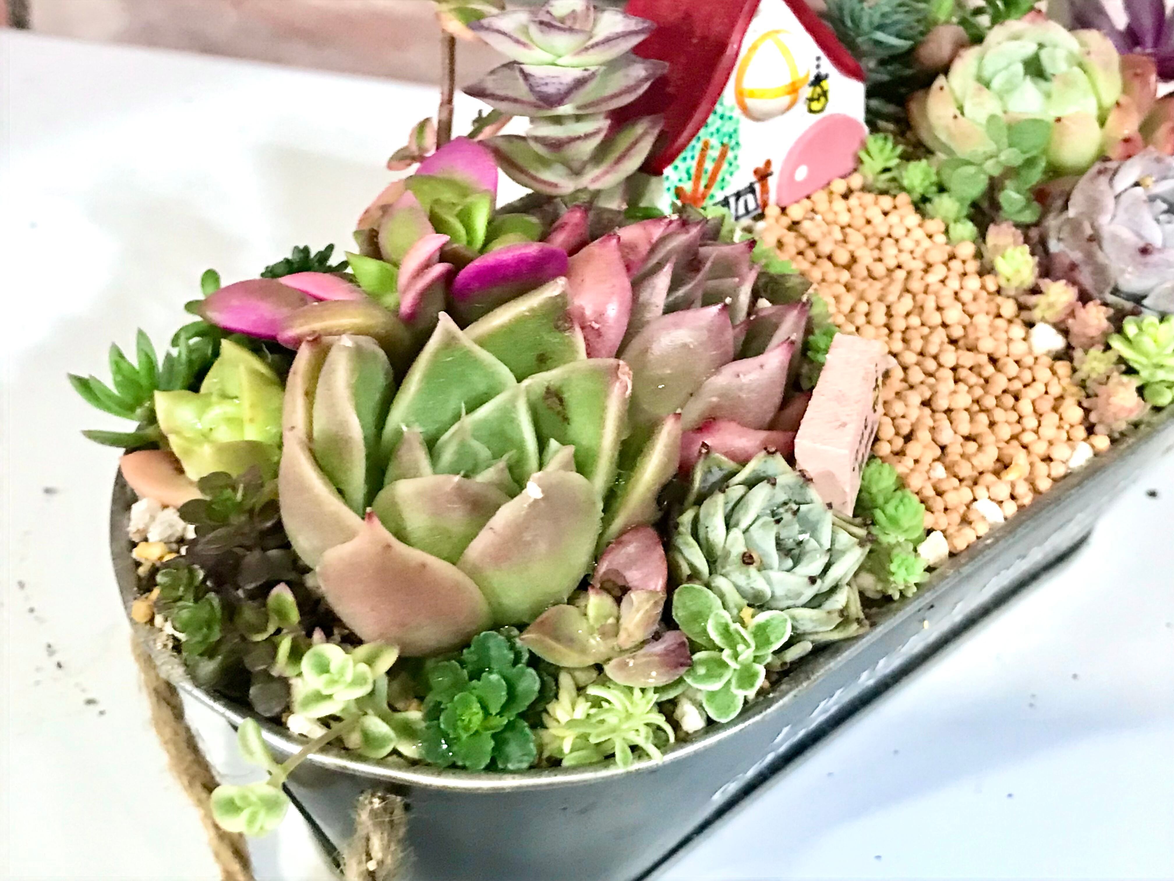 多肉植物寄せ植え「come home」 | Pay ID