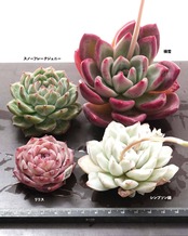 【セットA NEW韓国苗 4種】スノーフレークジェニー／シンプソン錦／楊雪 他