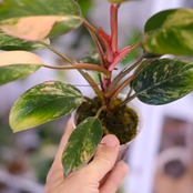 フィロデンドロン・レッドコンゴ / Philodendron Red Congo⑥