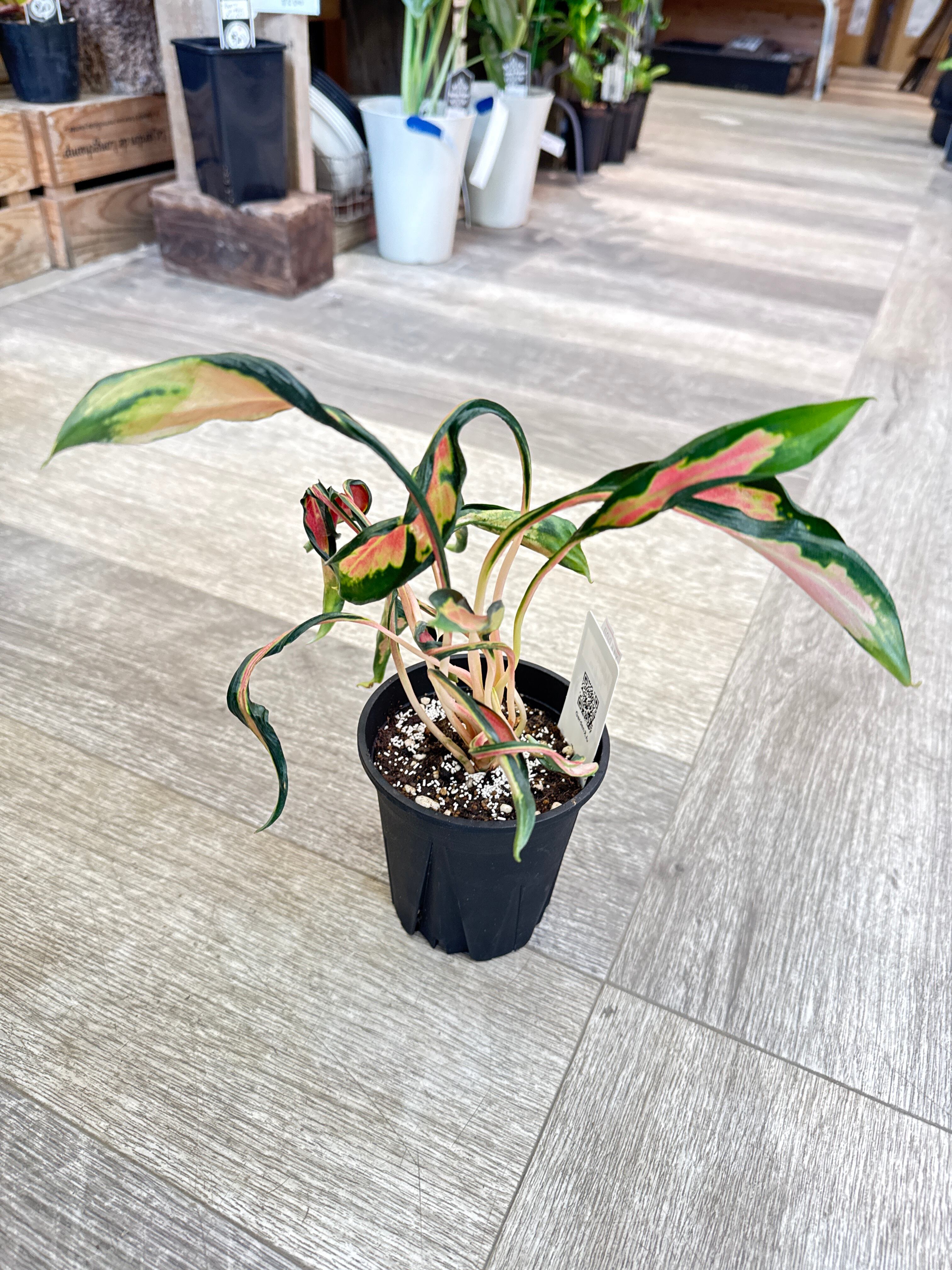 aglaonema 'medusa' | Gardenえん 【観葉熱帯植物】