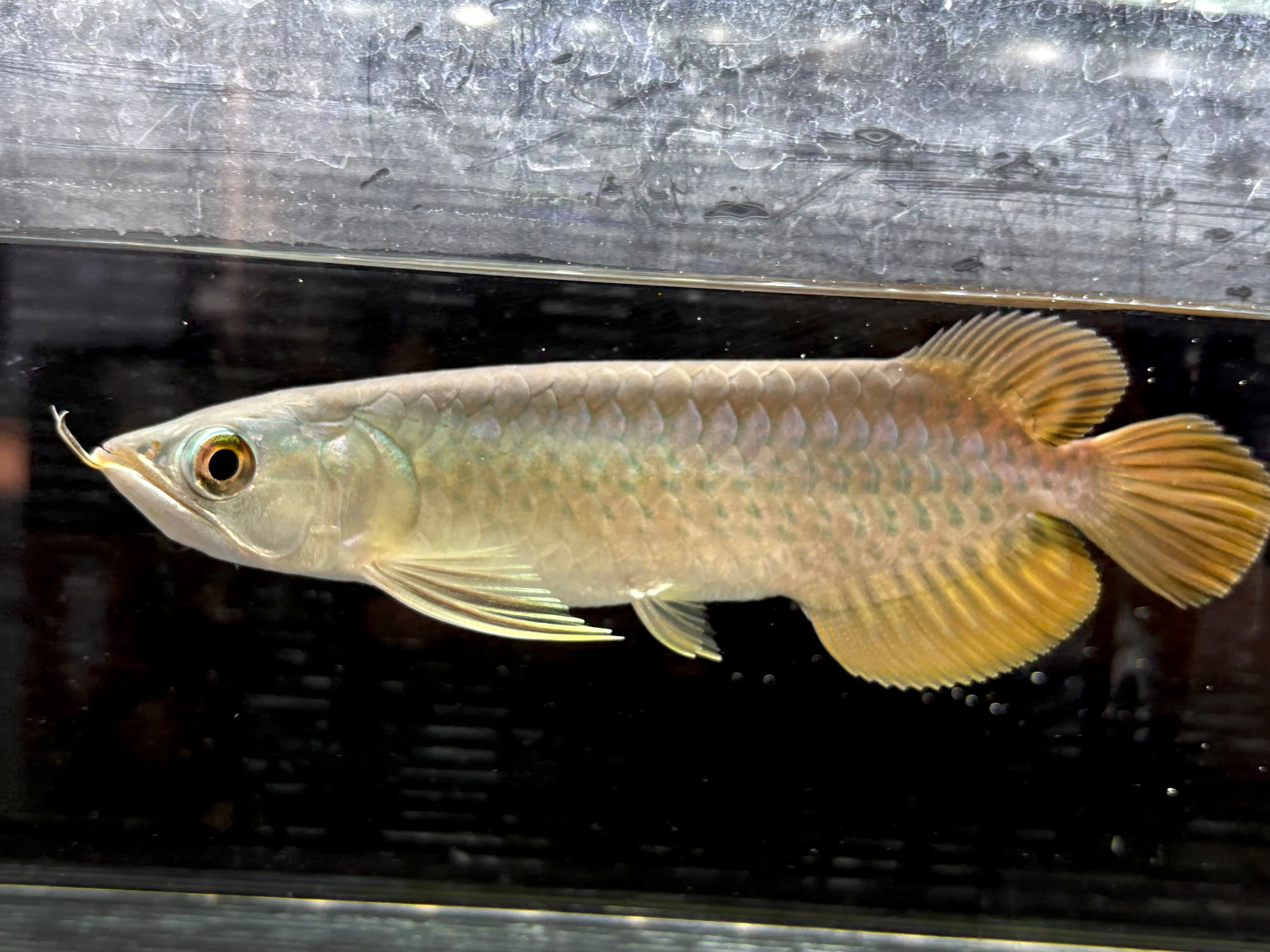 バンジャールレッドアロワナ 17cm インドネシア産 | AQUASTYLEG