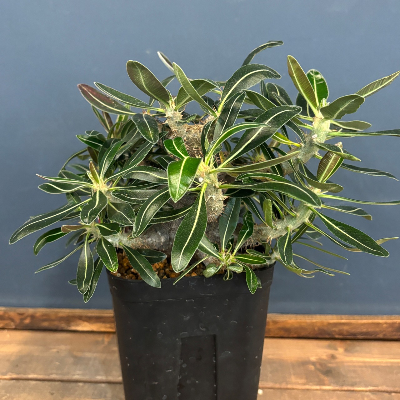 【クリアランス】パキポディウム カクチペス【976】