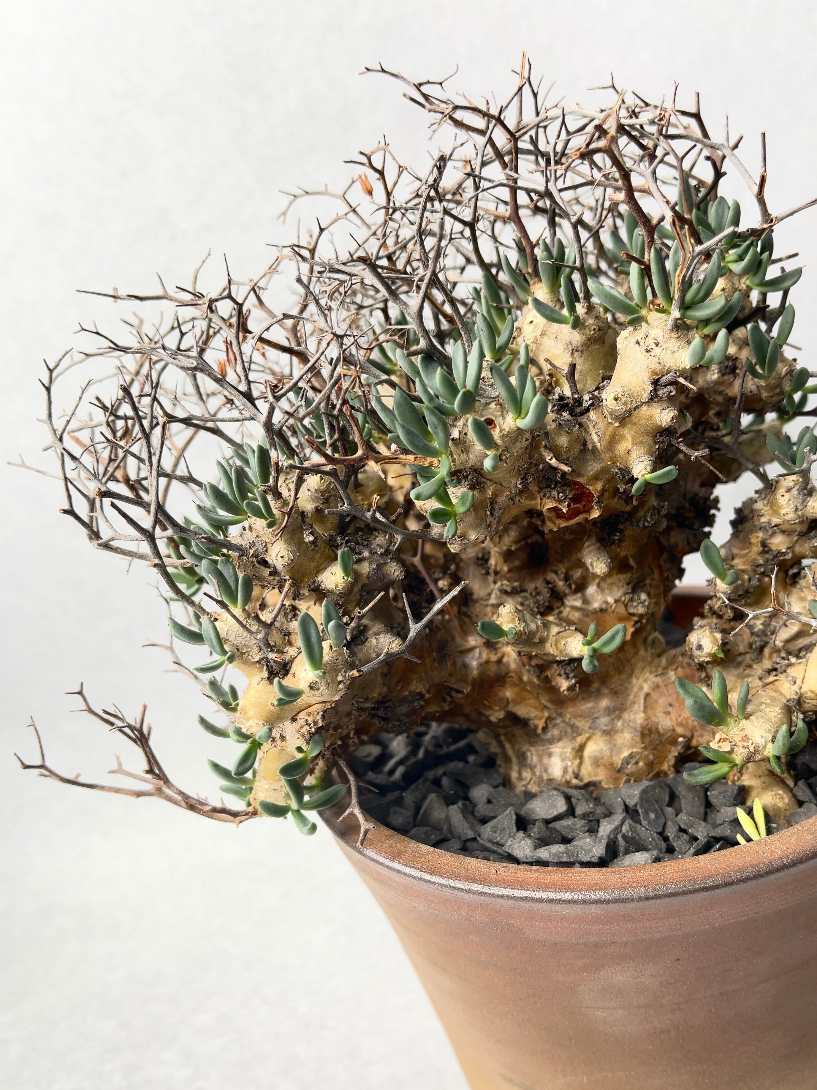 チレコドン・万物想 | trigger