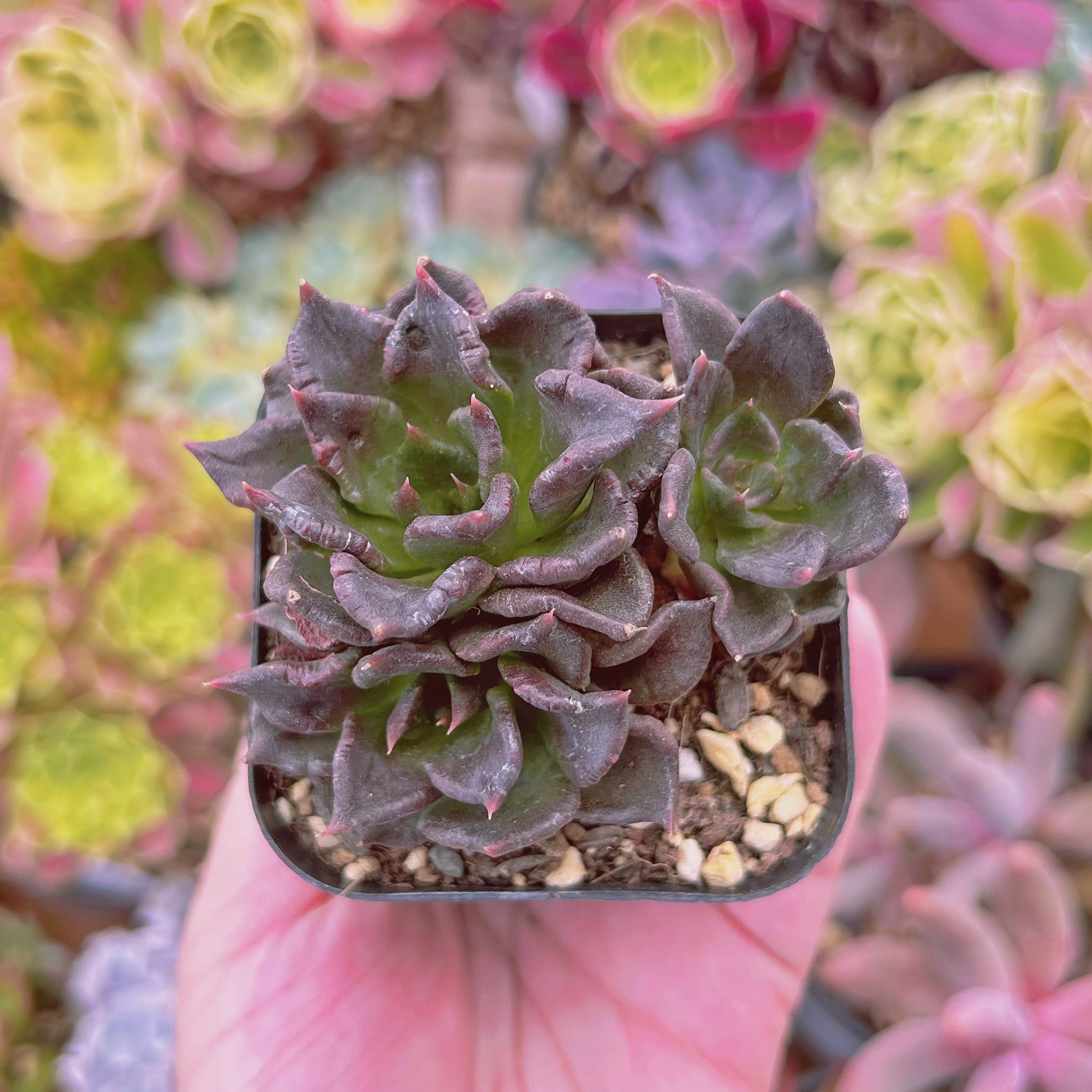 現物　多肉植物　ブラックマディバ　抜き苗