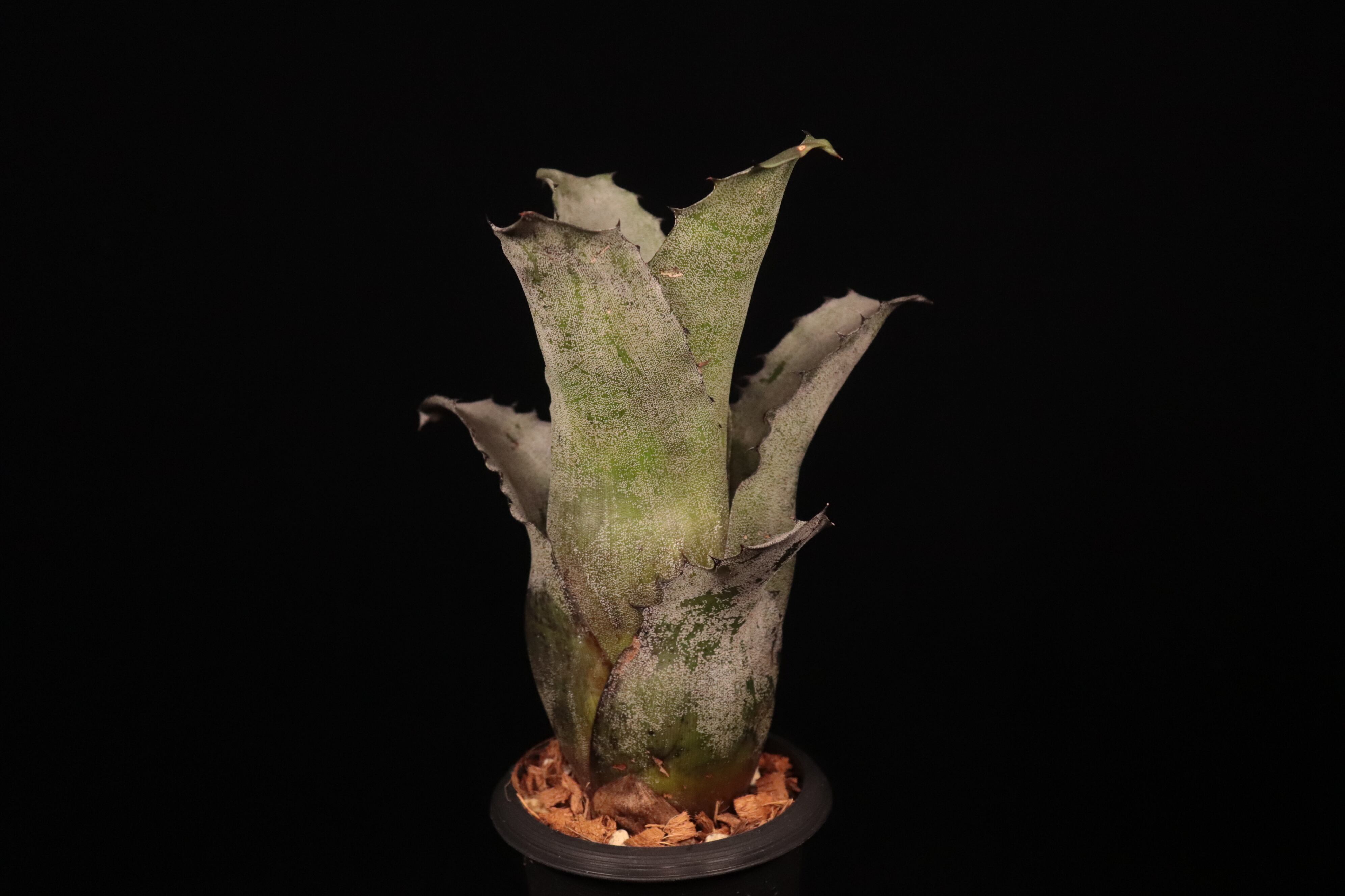 Hohenbergia leopoldo-horstii (Silver clone)〔ホヘンベルギア〕H262