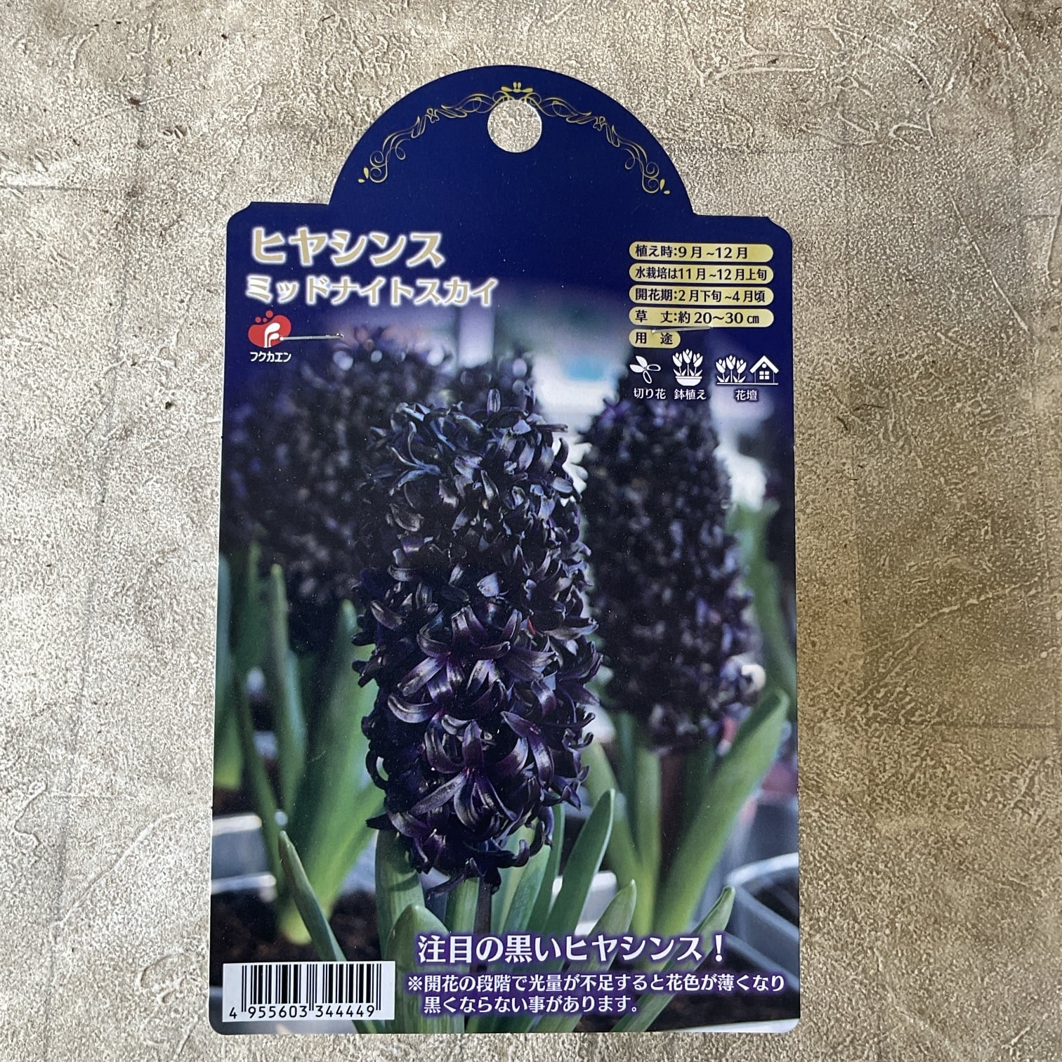 球根】ヒヤシンス ミッドナイトスカイ | 橋本種苗園