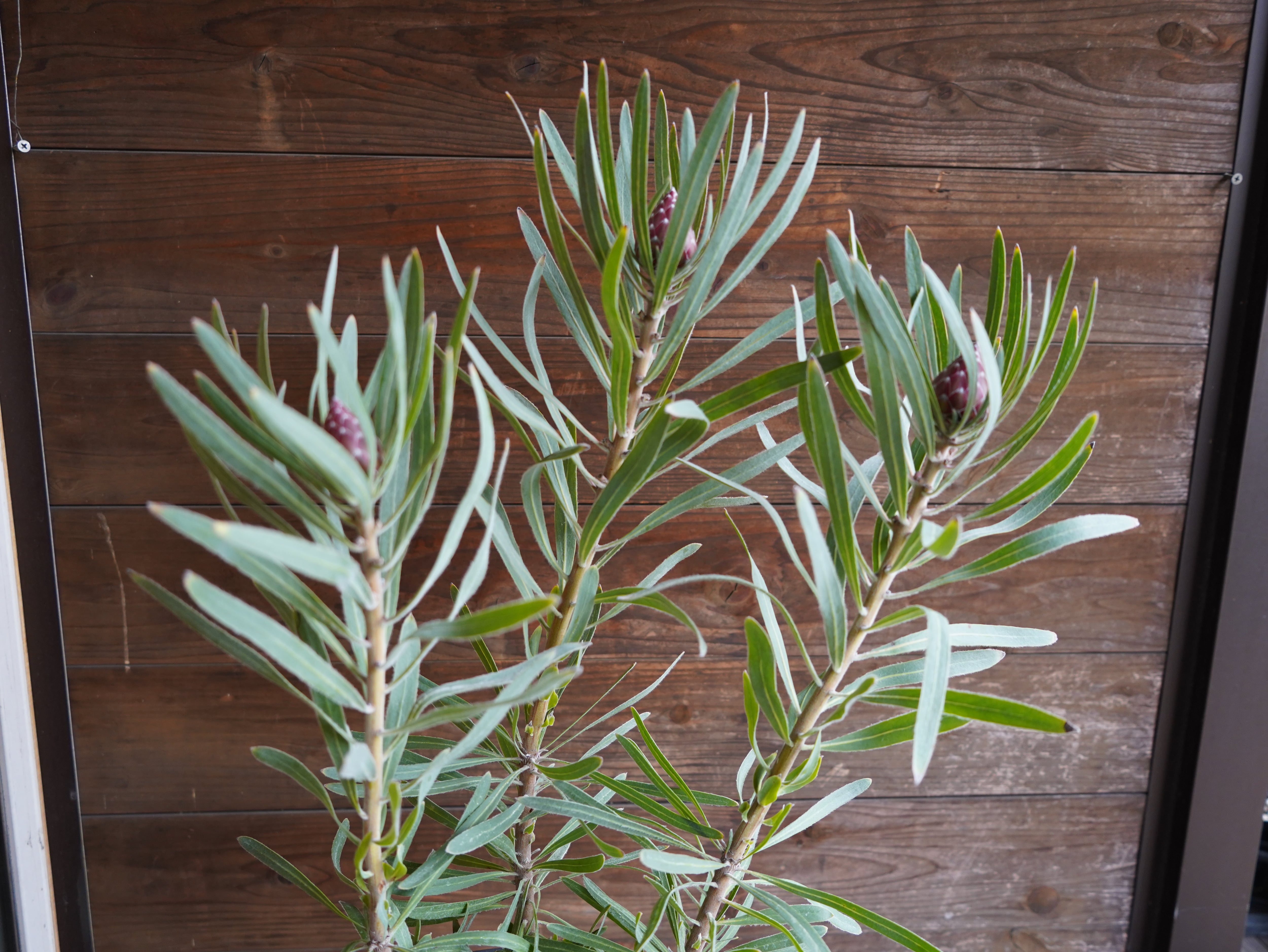 【現物】プロテア ”エクリプス” B