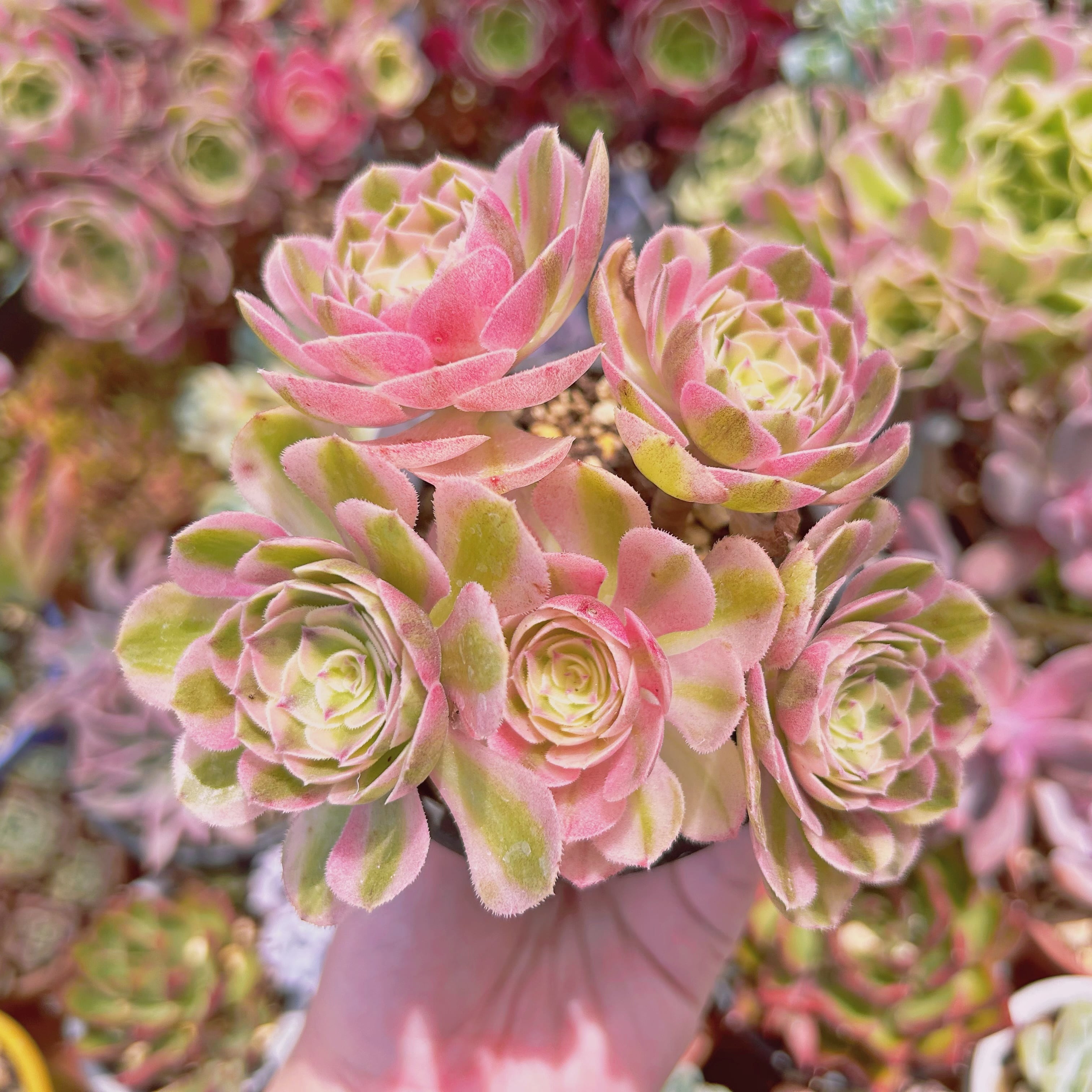 #2207現物　多肉植物　ハロウィン白錦(Aeonium)　抜き苗