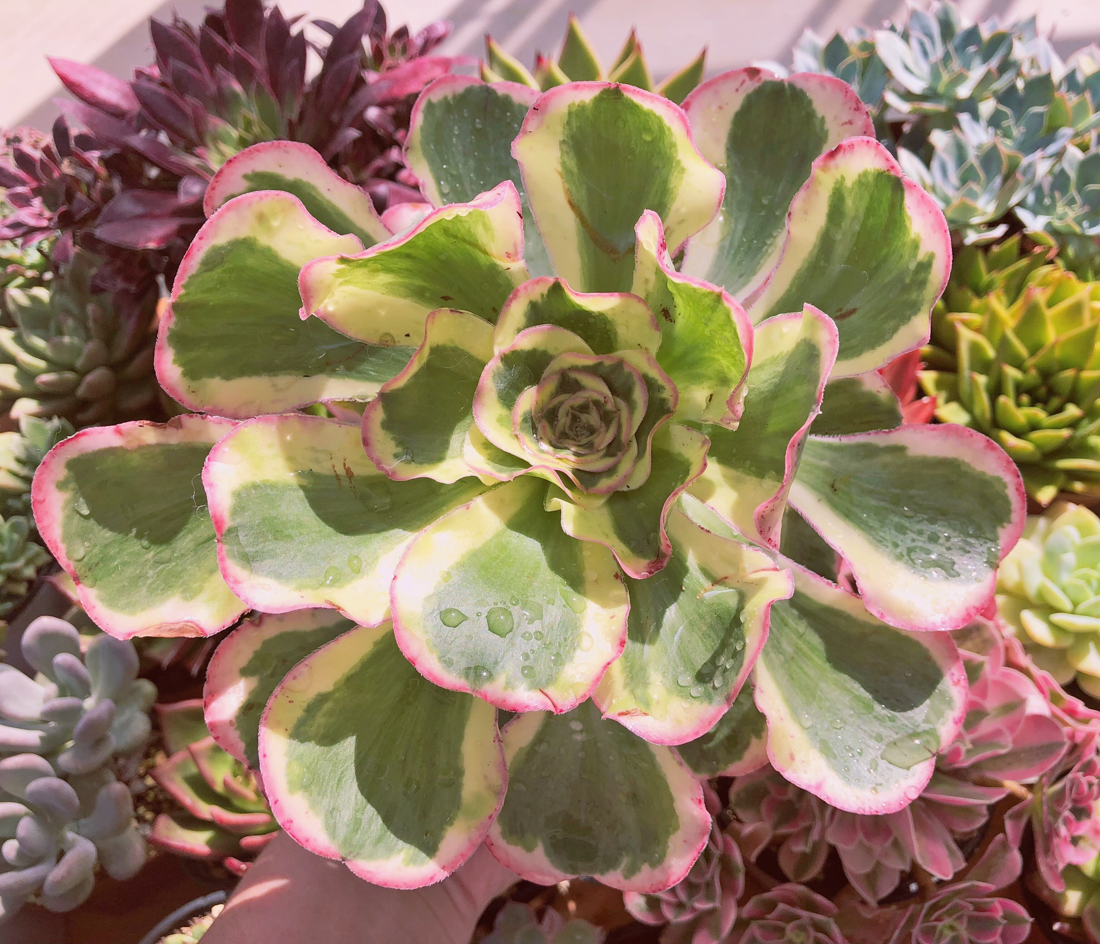 多肉植物　燕姿錦　特大苗