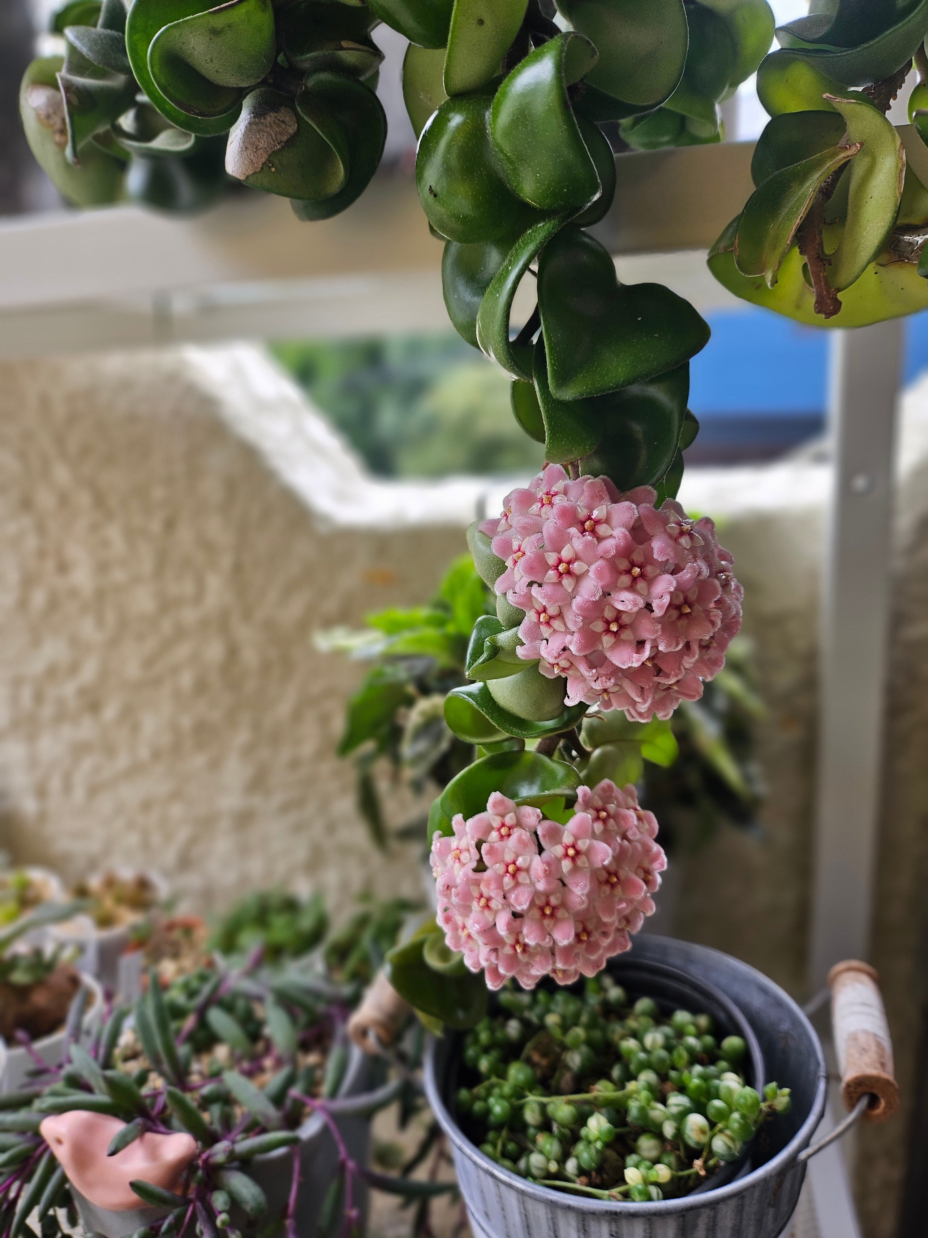 ③《ホヤ カルノーサ コンパクター》 Hoya carnosa 'Compacta' 観葉
