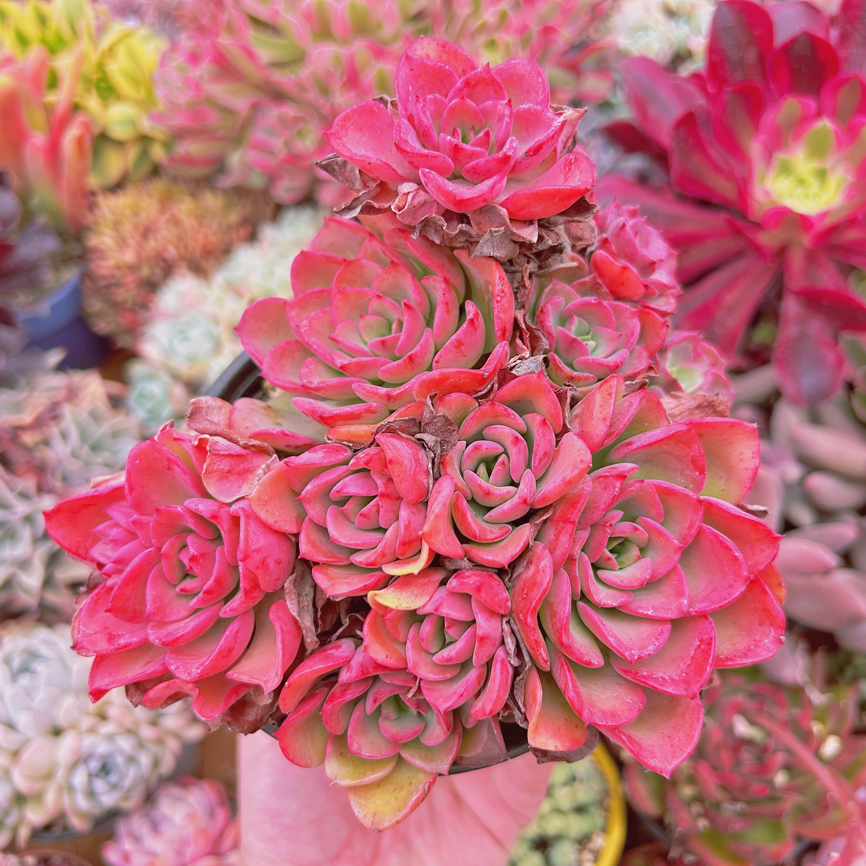 #611現物　多肉植物　ノーブル　特大