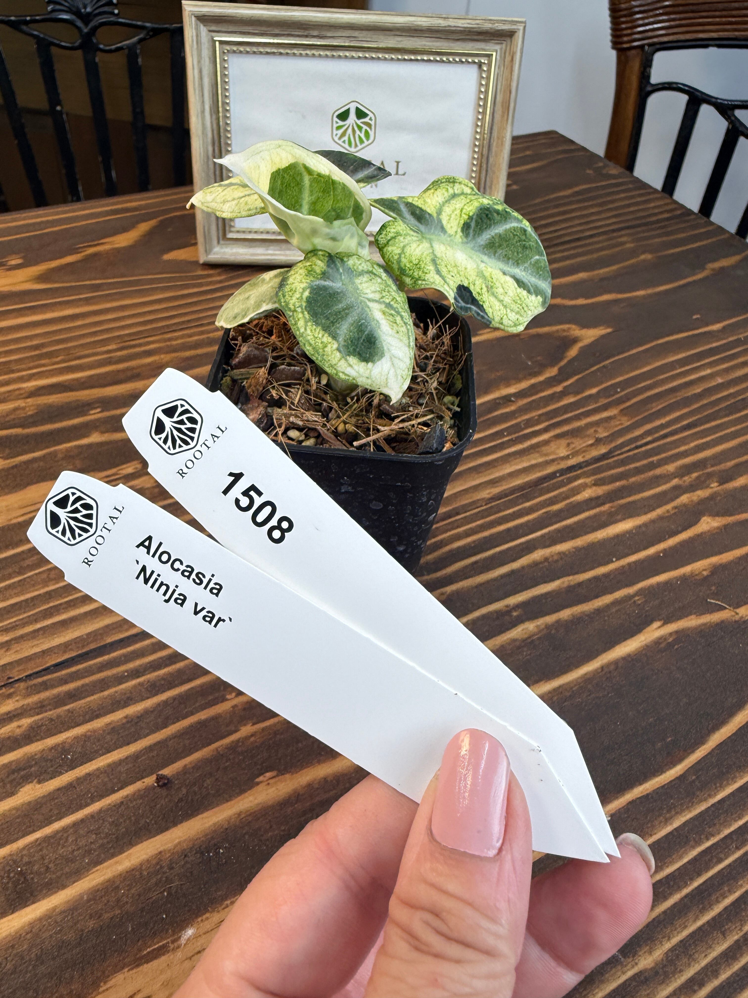 アロカシア ニンジャ バリエガータ 【公式通販】