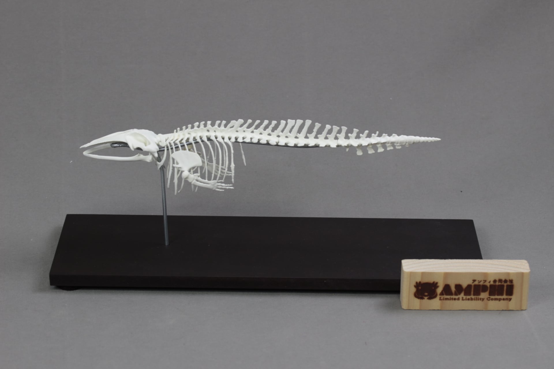 ミンククジラ 縮小全身骨格レプリカ 25cm | アンフィ合同会社