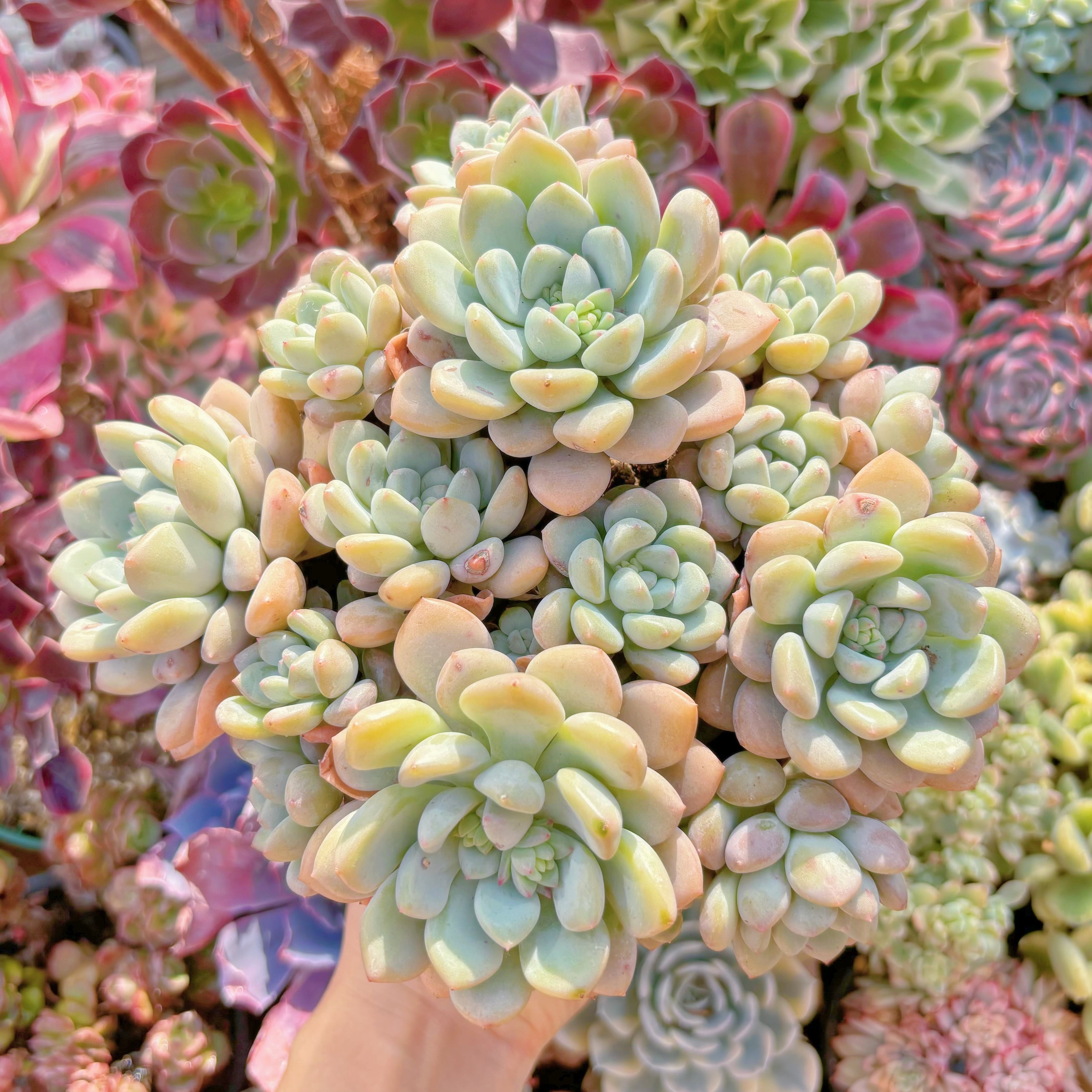 現品　新品種　玉兎#872   群生　るる農園