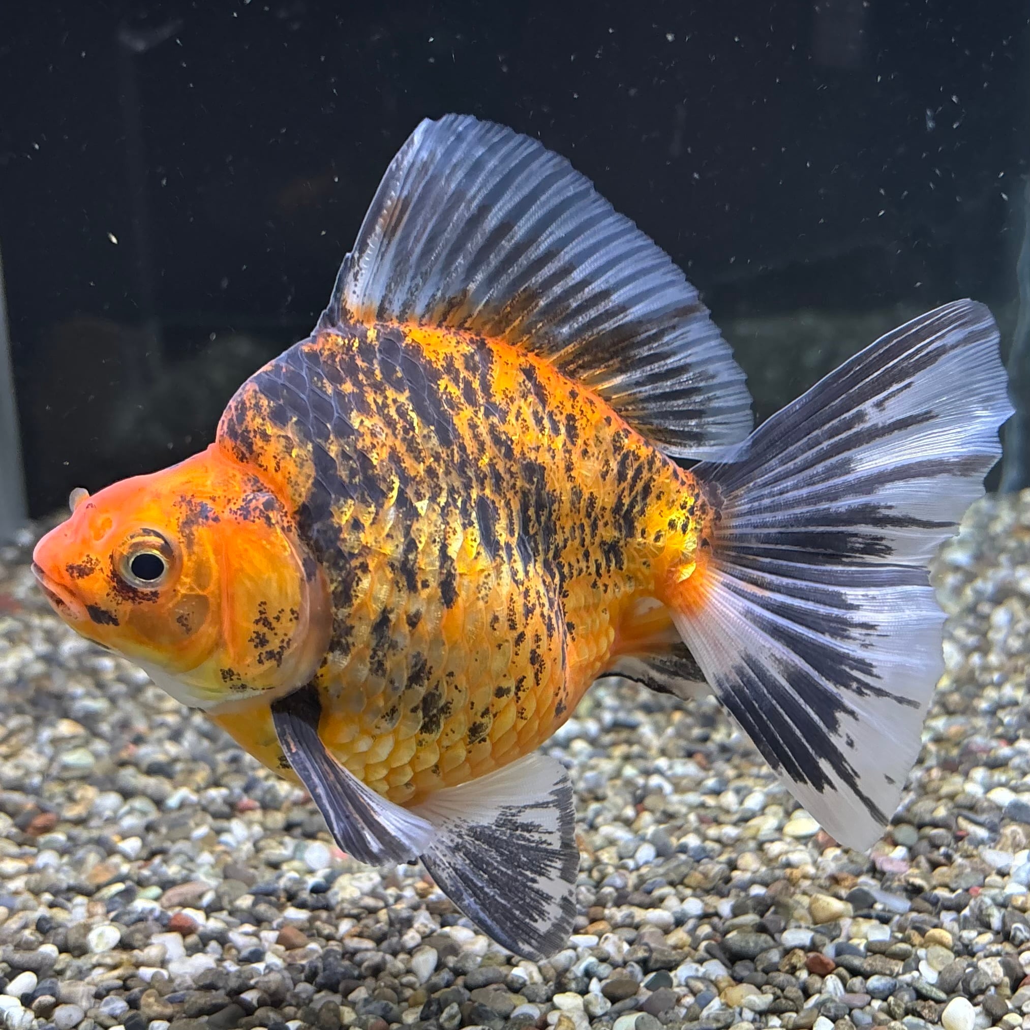 ⑯ 超極上個体 達磨 琉金ロングテール金魚 21cm位(その他)｜売買された