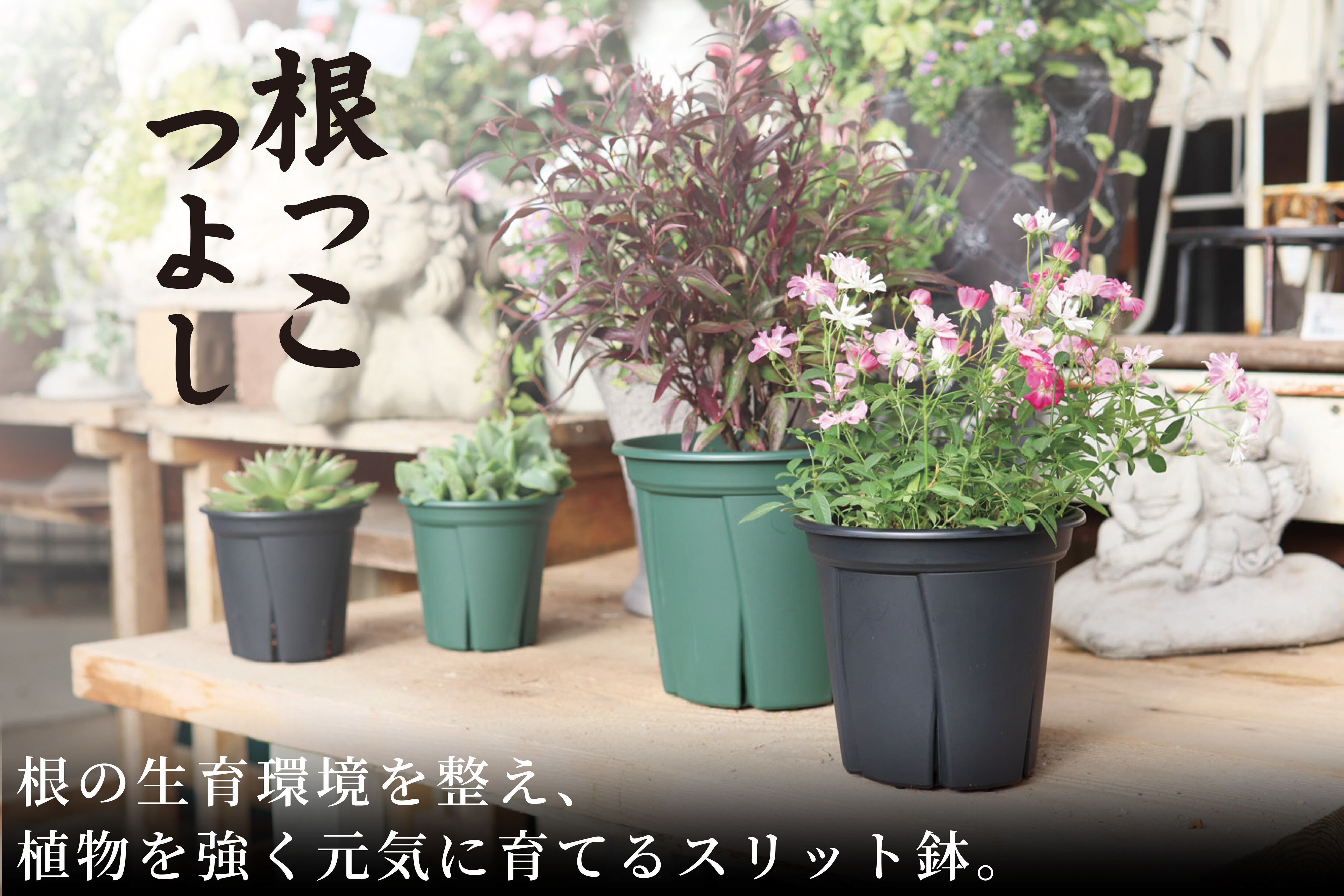 根っこつよし7号、8号、9号、10号 とリキダス800mlセット③ リキダス