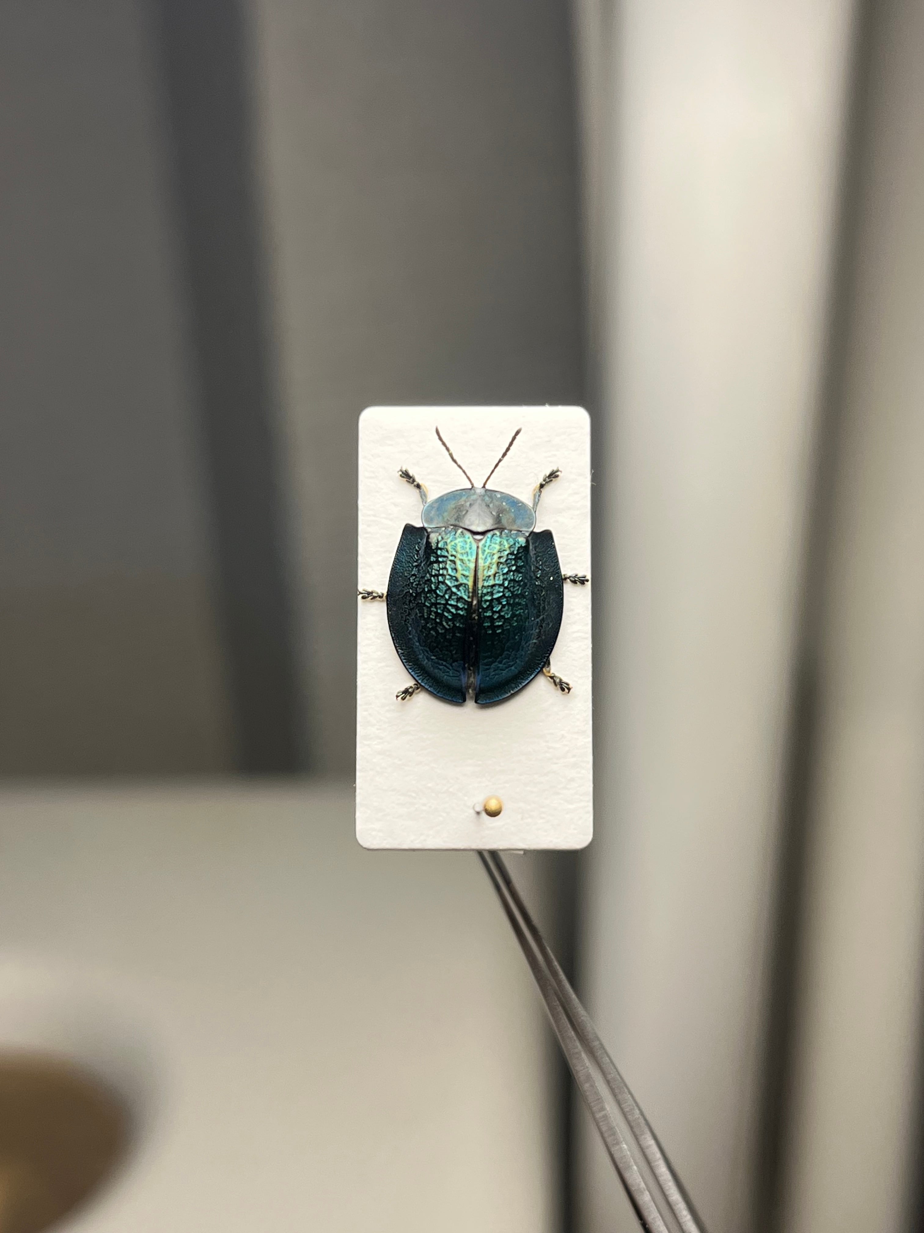 ブローチハムシ 甲虫タマムシスハンダエコガネムシオサムシカメムシカミキリ標本 ブローチハムシ 甲虫タマムシスハンダエコガネムシオサムシカメムシ