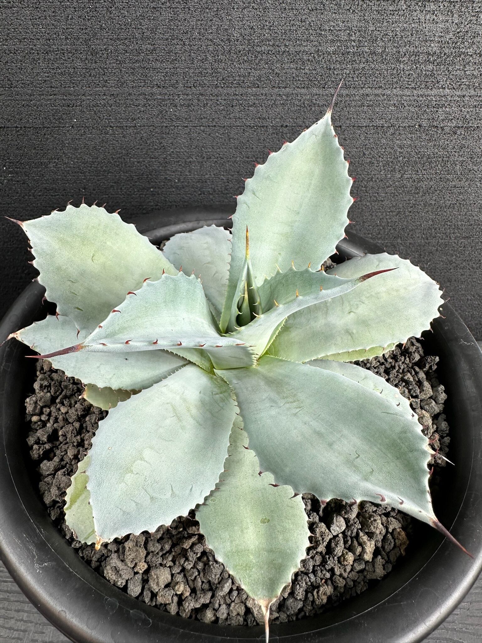 ハイブリッド | T Plants Labo