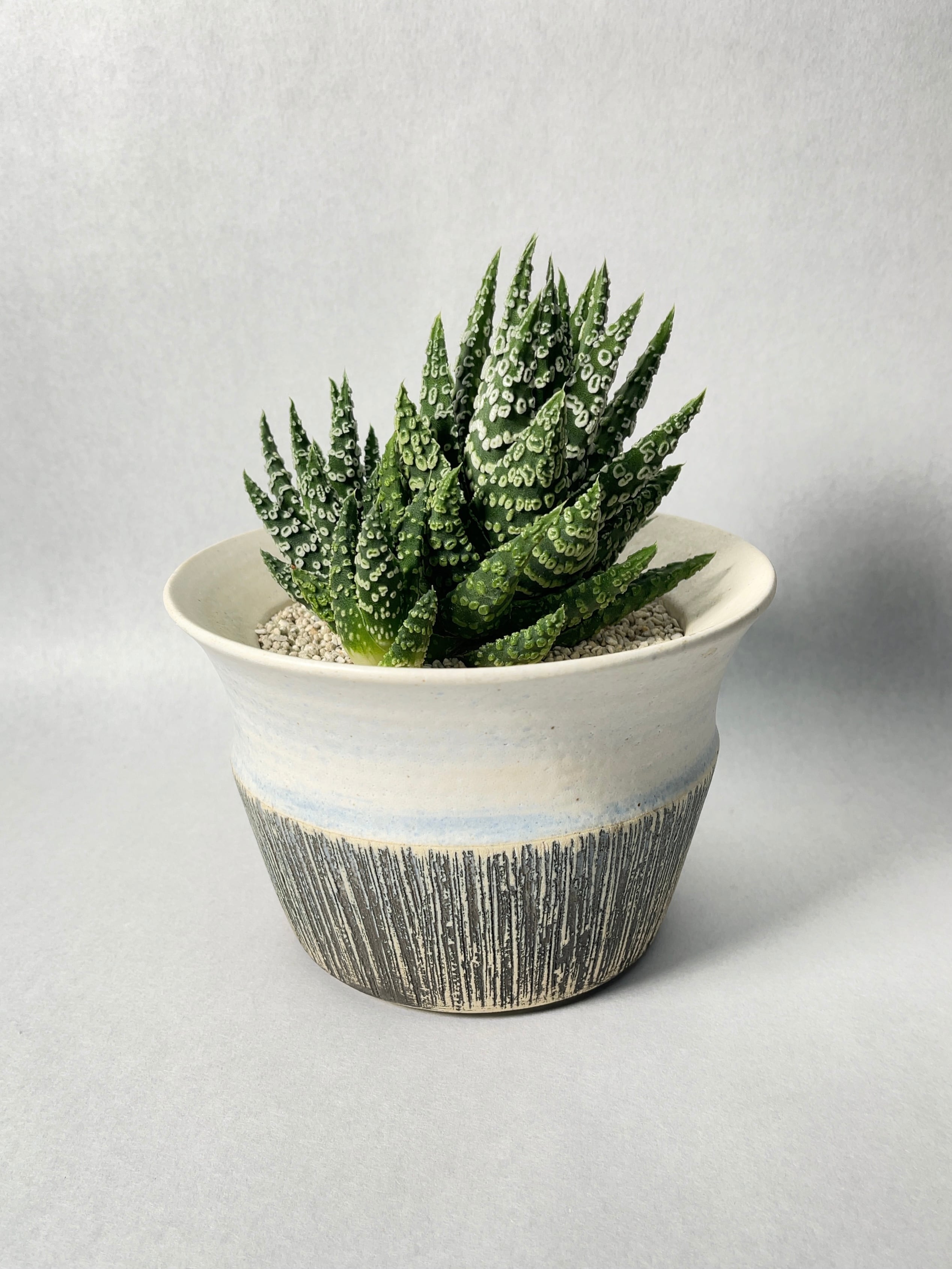 ハオルチア・ドーナツ冬の星座hyb. | trigger