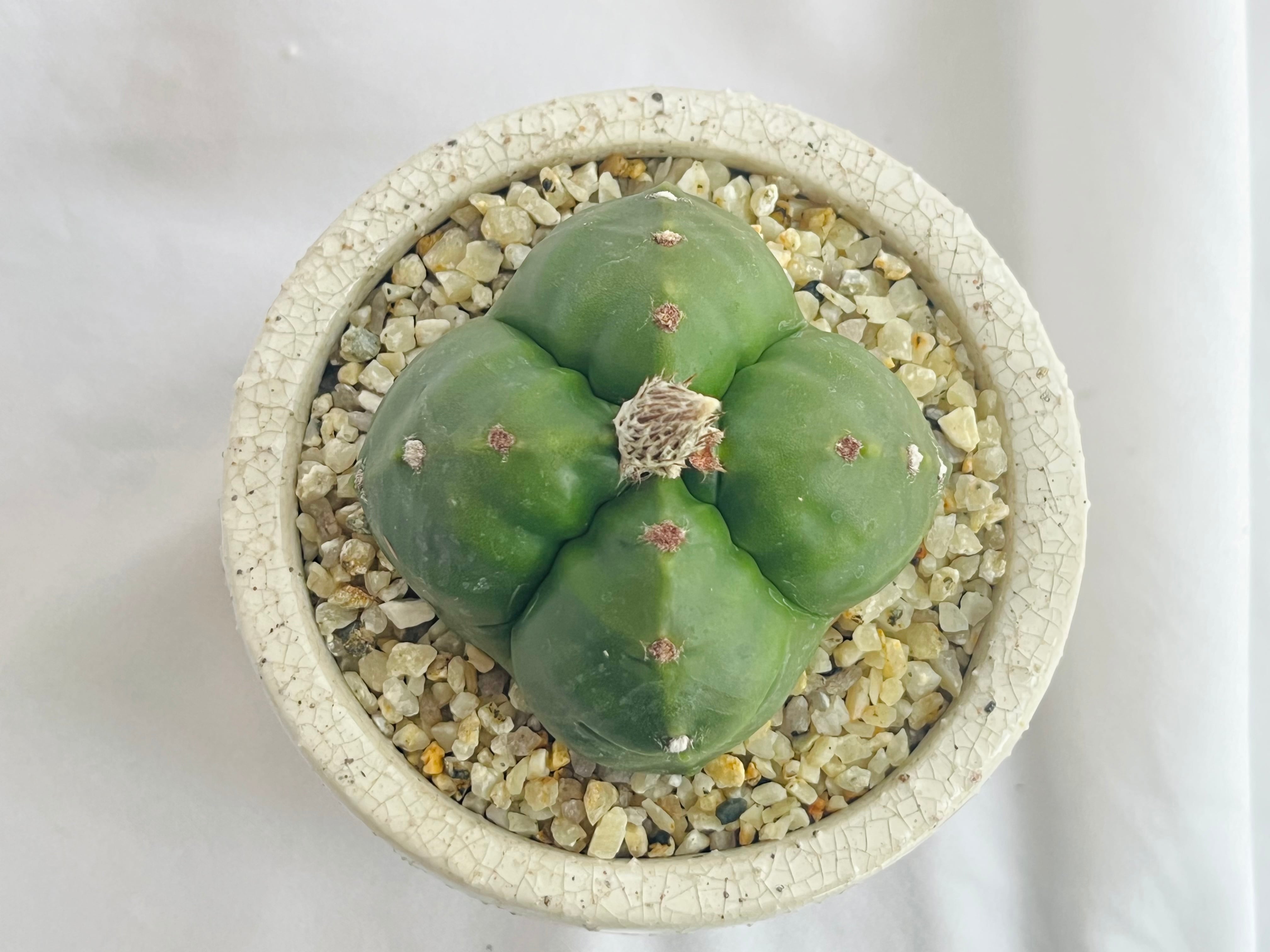 Astrophytum myriostigma アストロフィツム 四角ヘキラン ランポー玉 四角鸞鳳玉 サボテン | plants MARU ー 多肉植物・サボテン・園芸グッズのお店 ー powered by BASE