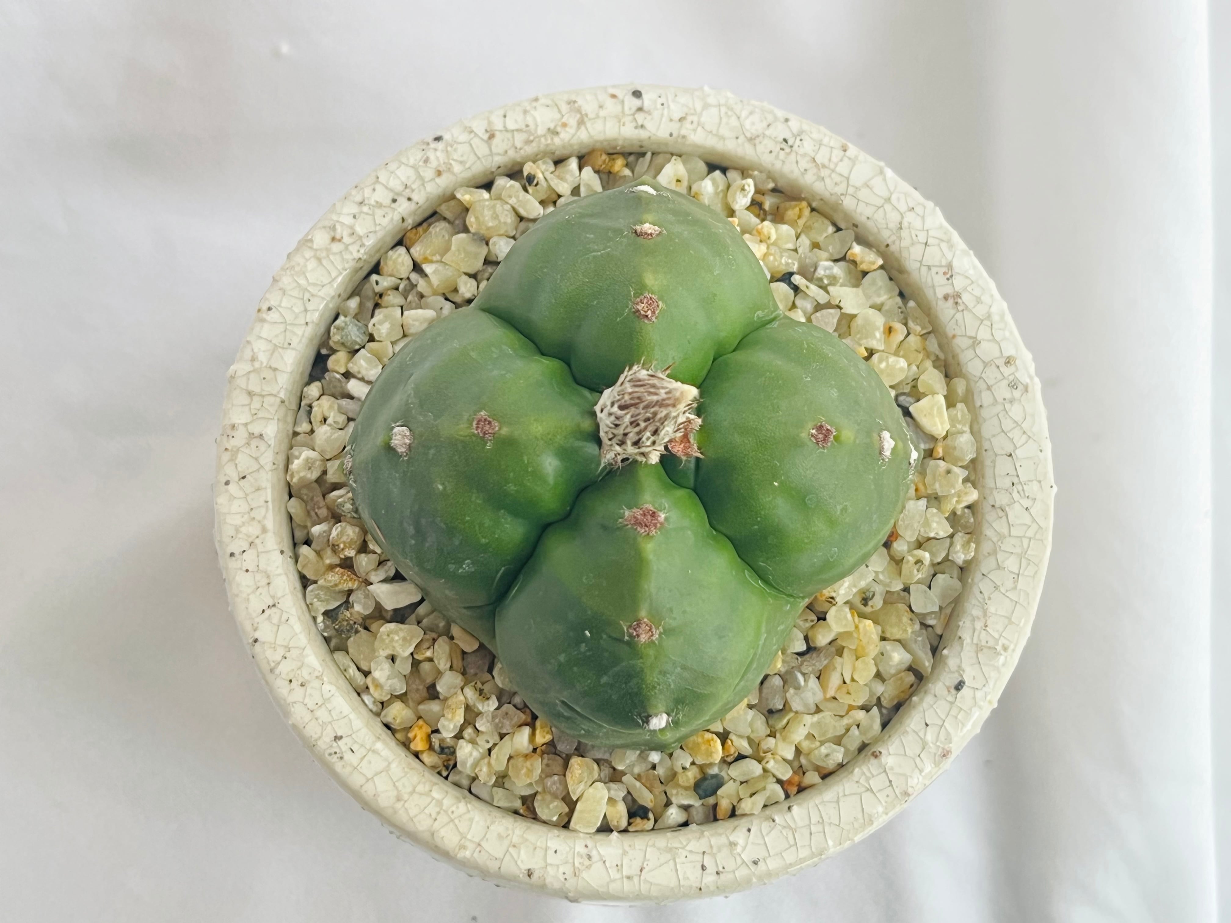 Astrophytum myriostigma　アストロフィツム　四角ヘキラン　ランポー玉　四角鸞鳳玉　サボテン | plants MARU ー  多肉植物・サボテン・園芸グッズのお店 ー powered by BASE