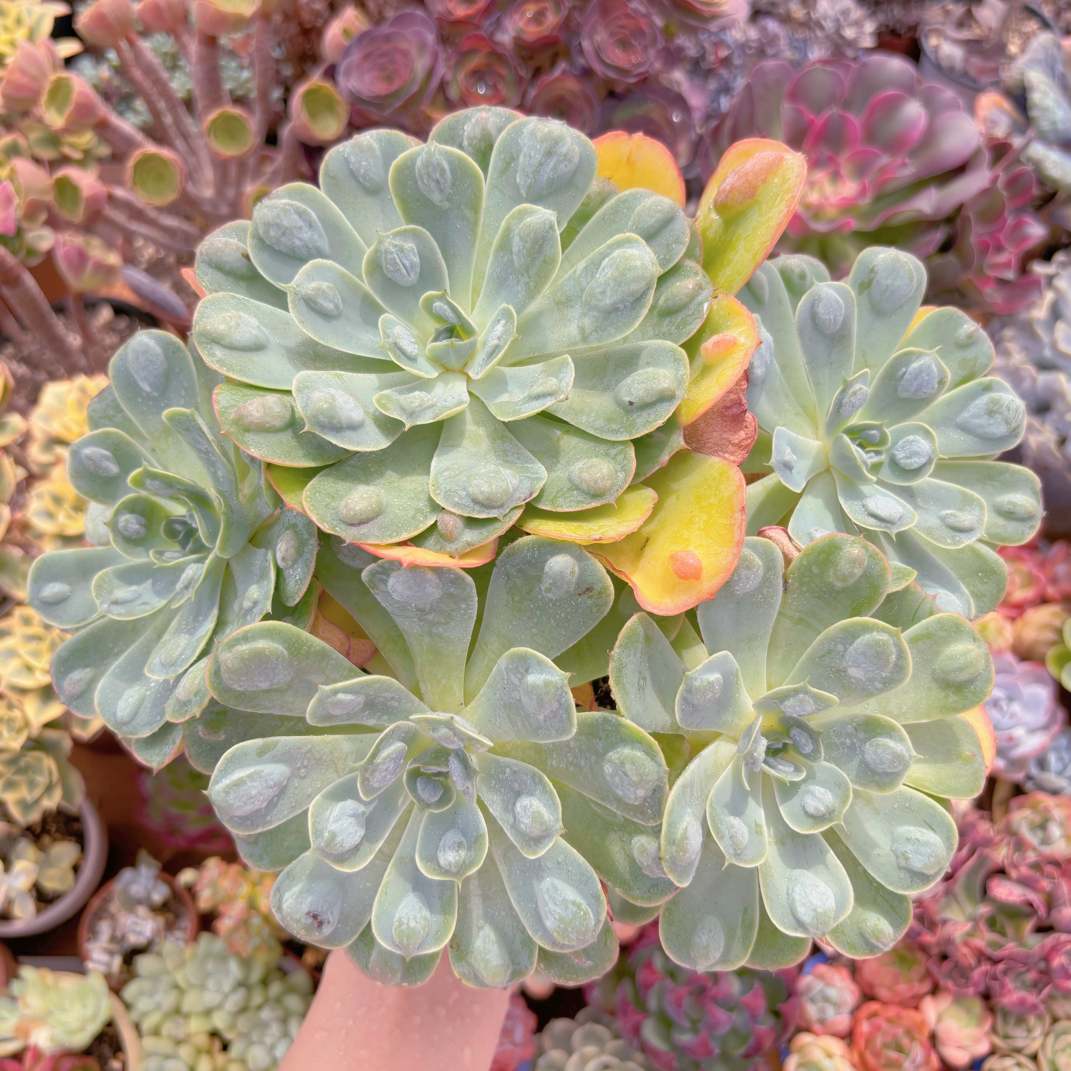 現品　ビヨンセ#F204　特特大群生　るる農園