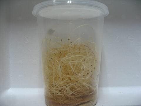 キイロショウジョウバエ【ウィングレス・両生類・肉食昆虫の餌】