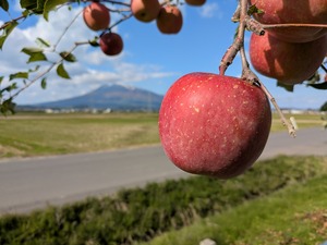 サンふじ　約15㎏（48～54個）　11月上旬から発送します