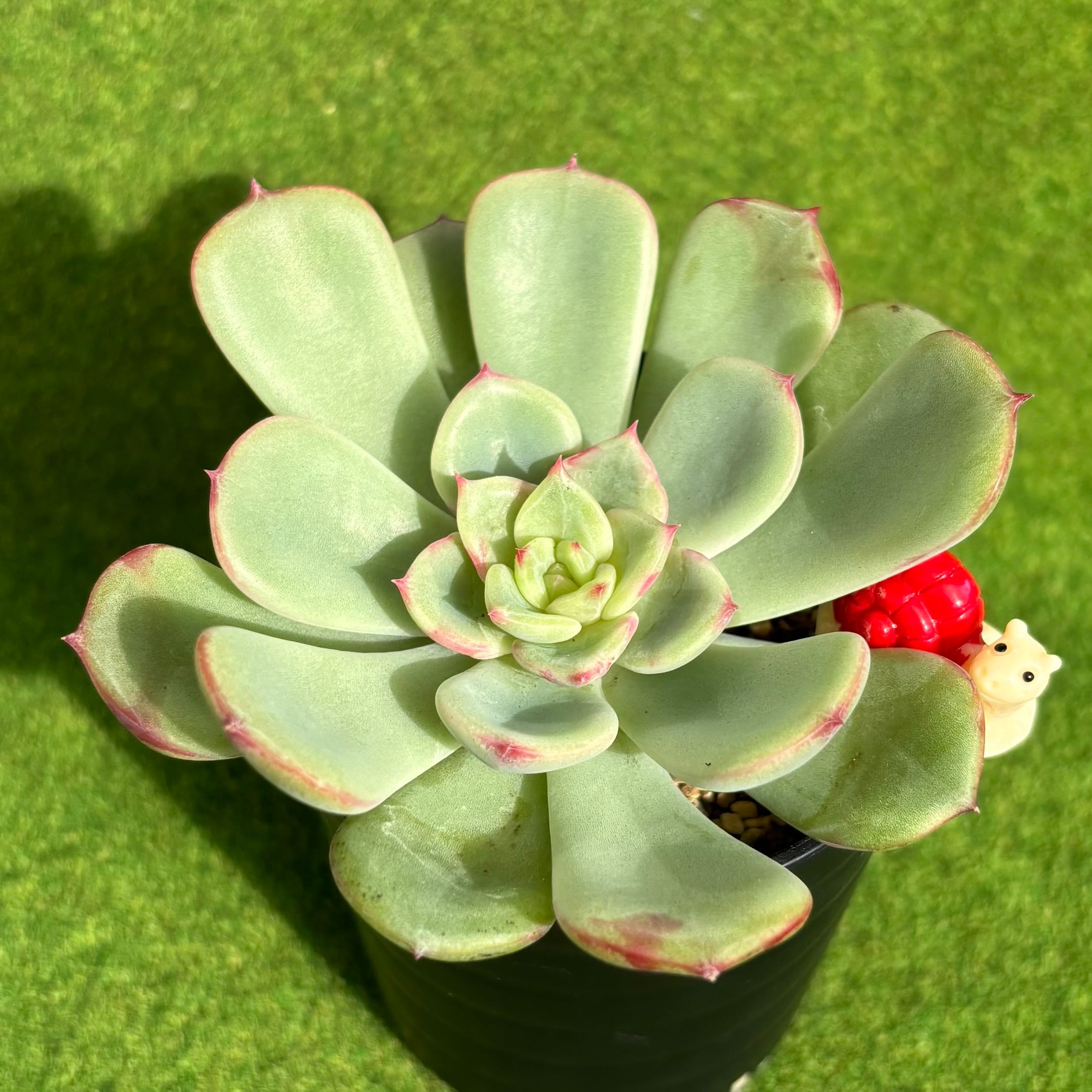 多肉植物 豆彦商店