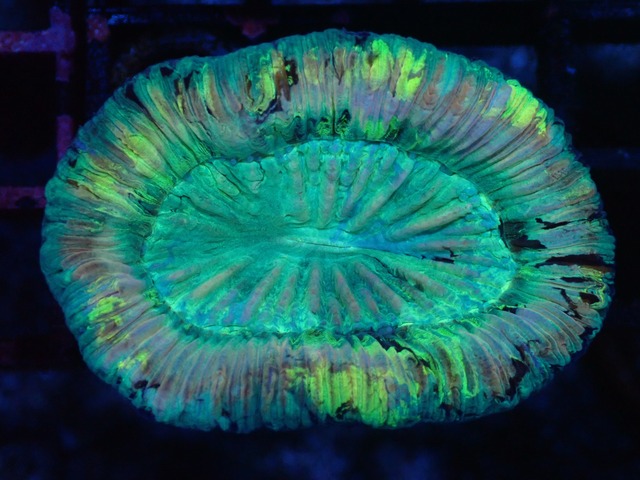 Trachyphyllia Premium 4