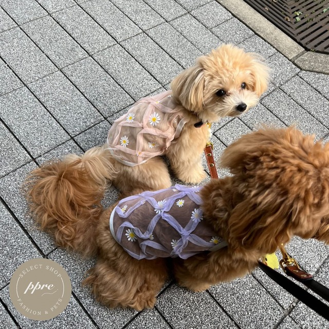 デイジー チュール キャミソール 犬服 ドッグウェア 春夏 シースルー メッシュ トップス