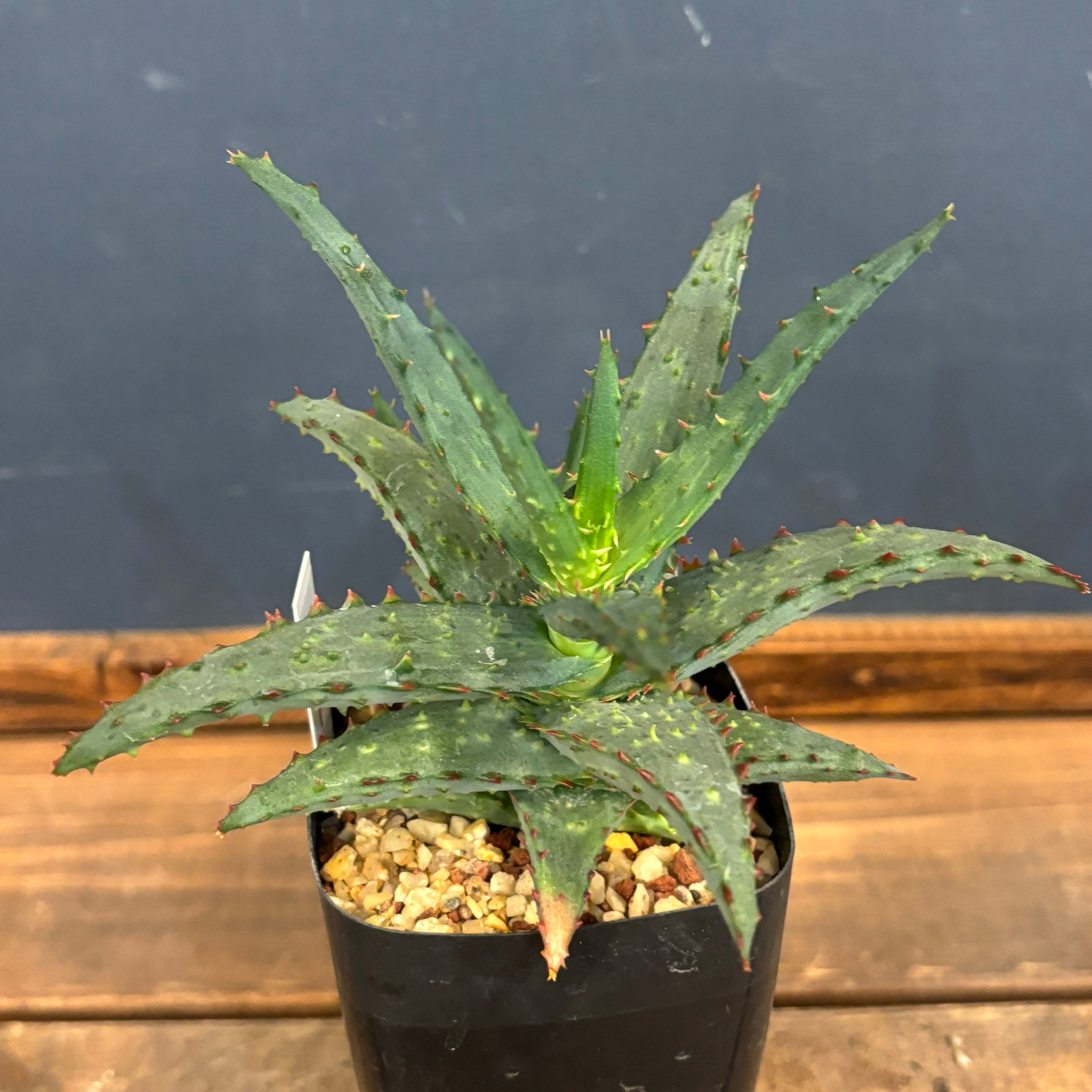 アロエ カスティロニアエ【316】 | PROTOLEAF プロトリーフ