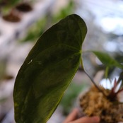 アンスリウム エース オブ スペード(AOS) × パピリラミナム(FS)⑤/ Anthurium Ace of spades × Papillilaminum / 観葉植物