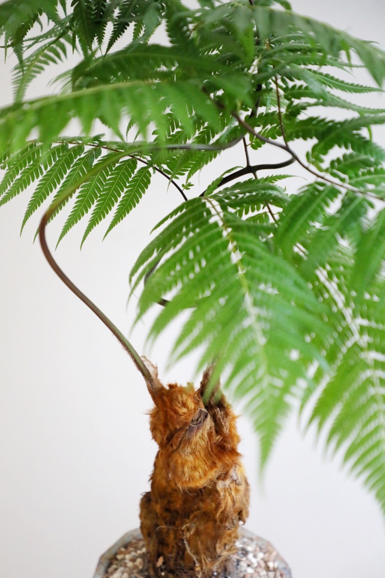 【M】金毛狗-キンモウコウ-/Golden chicken fern