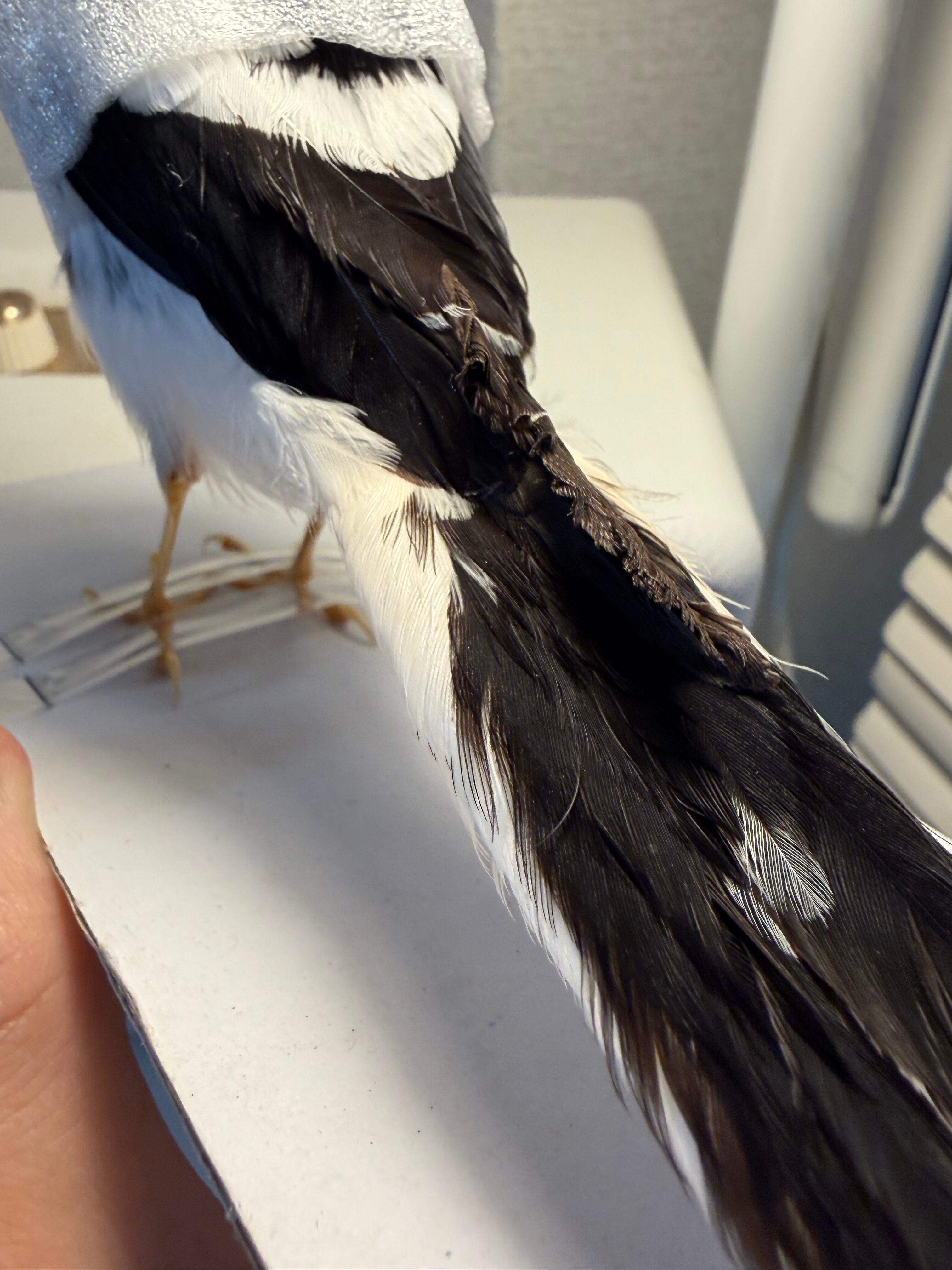 鳥剥製】エンビシキチョウ 標本 置物 インテリア スズメ 木彫り バード