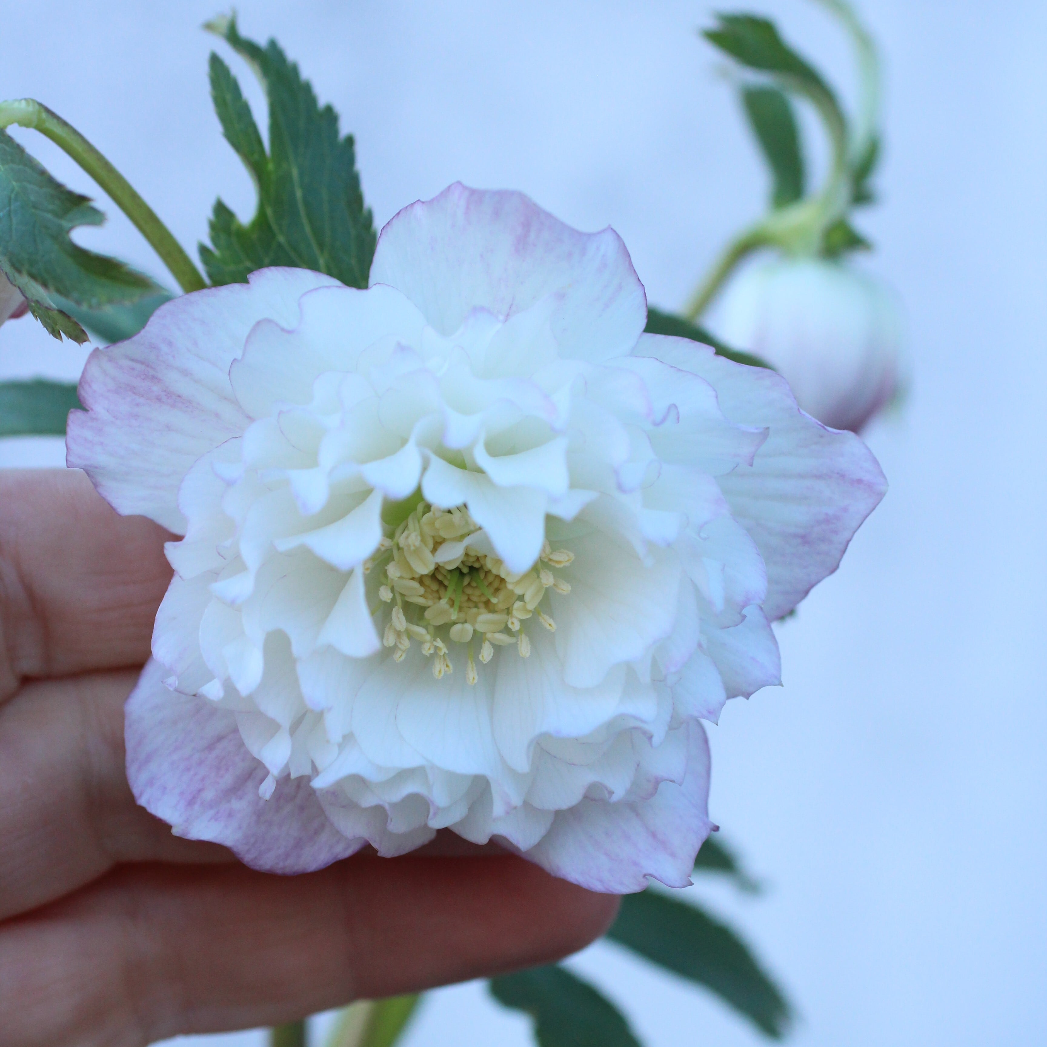 WS26-110 クリスマスローズ ウィンターシンフォニー レ・フレール