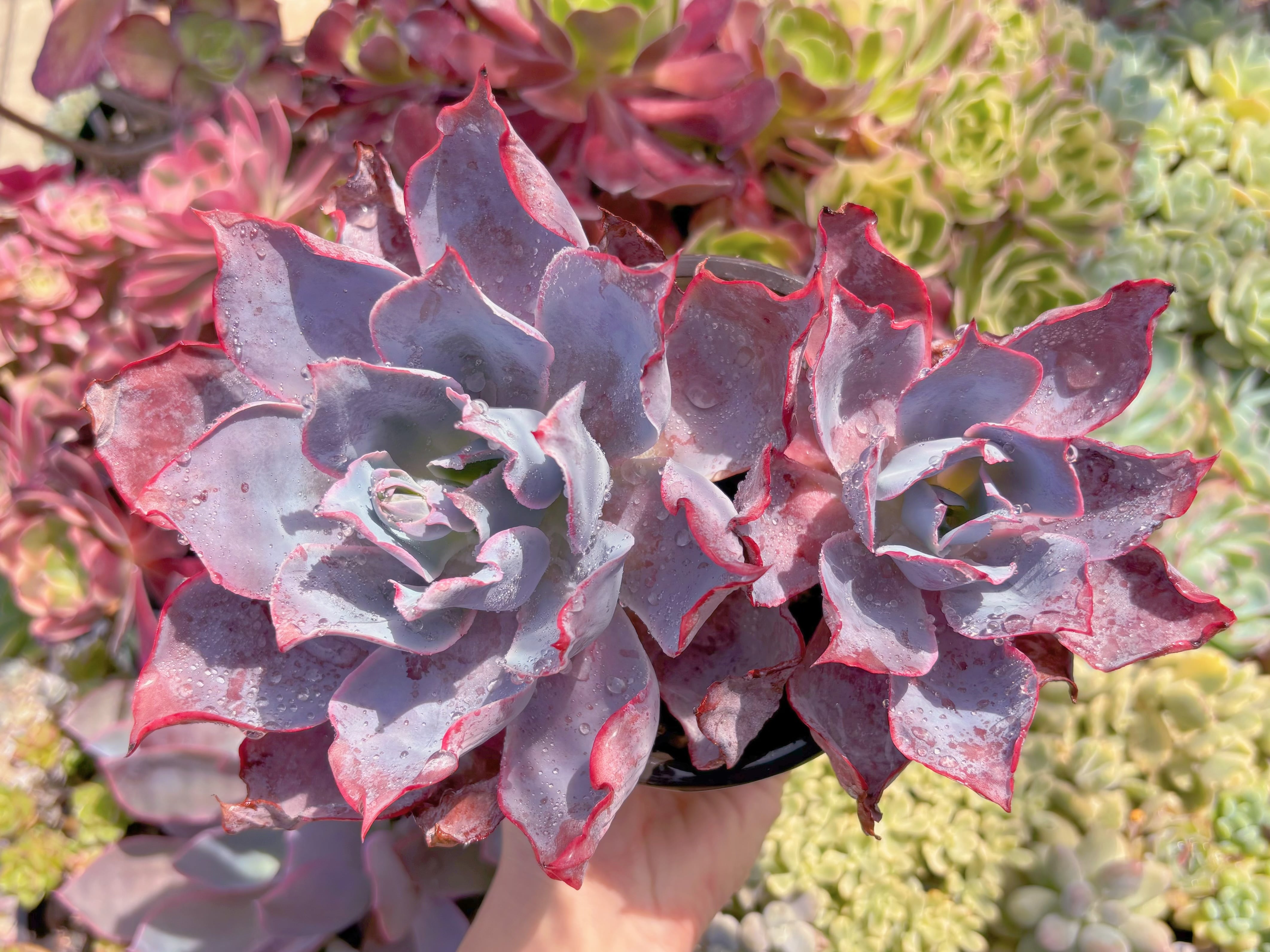 現品　アフターグロー#F247　大群生　るる農園