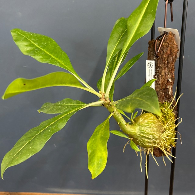 Myrmecodia tuberosa Tabalong, South Borneo【344】