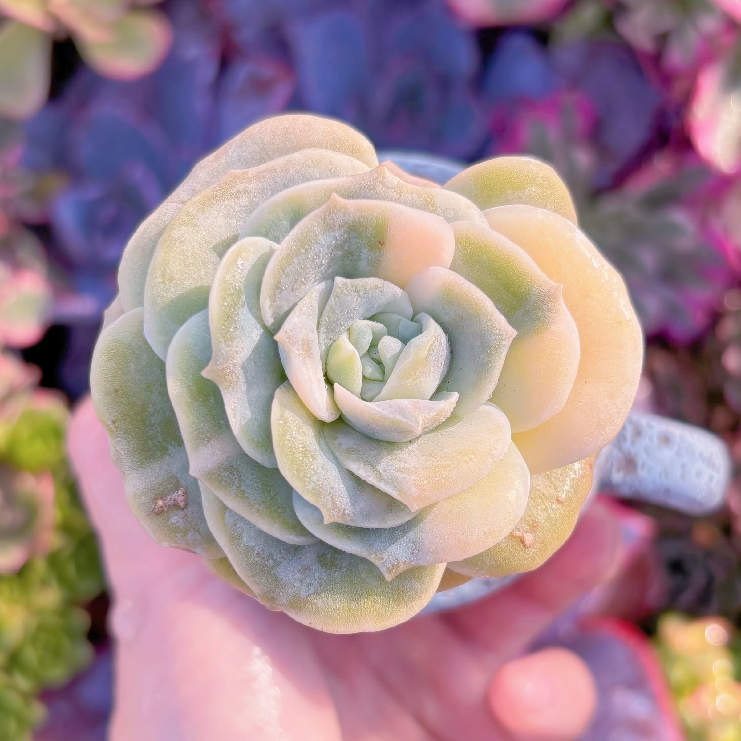 現品　ラブリーローズ錦(白斑)#677　大苗　るる農園