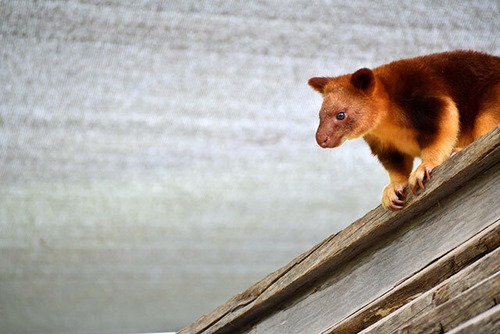 キノボリカンガルー / Tree-kangaroo