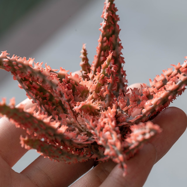 アロエ ハイブリッド -Aloe hybrid- No.16