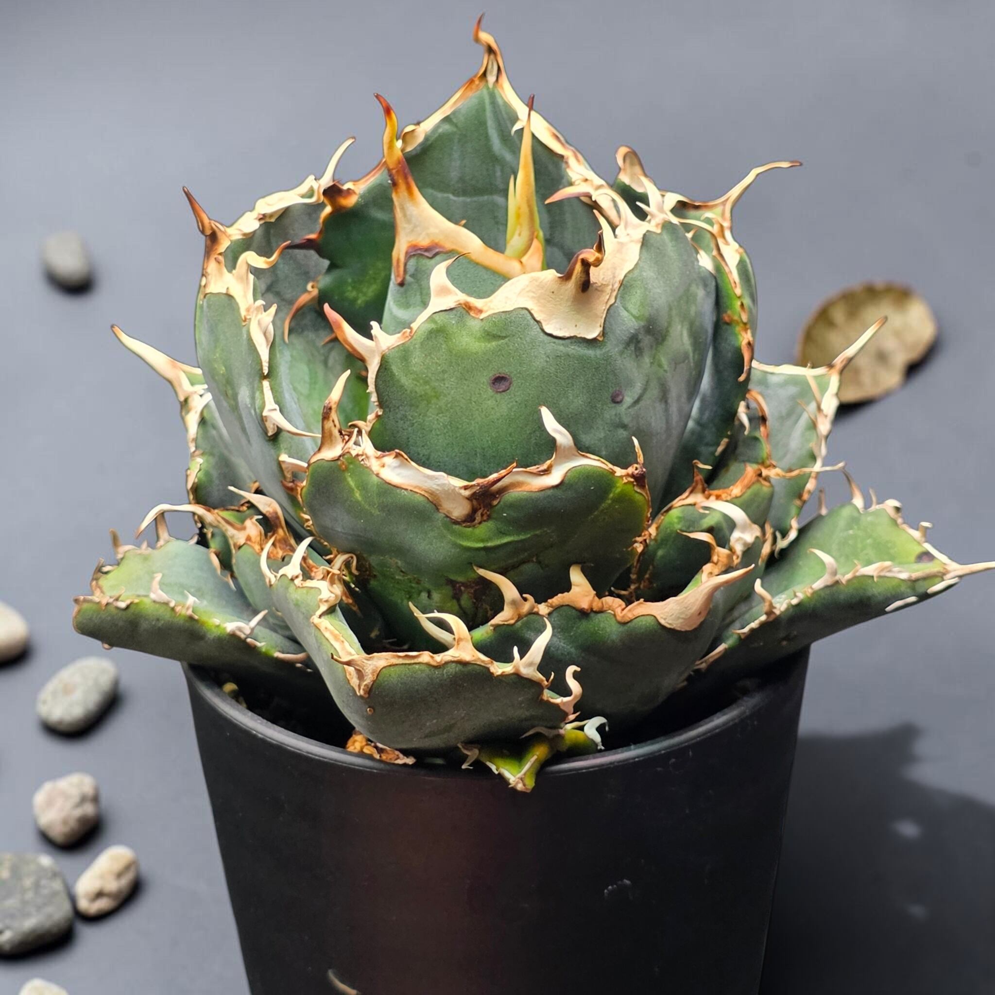 アガベ チタノタ 白鯨 (Agave titanota 'Hakugei') | BRIDGE GARDEN