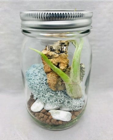 苔テラリウム　ミスト MOSS TERRARIUM／苔テラリウム(ブルーミスト) | 苔玉通販 -ハナタチバナ-
