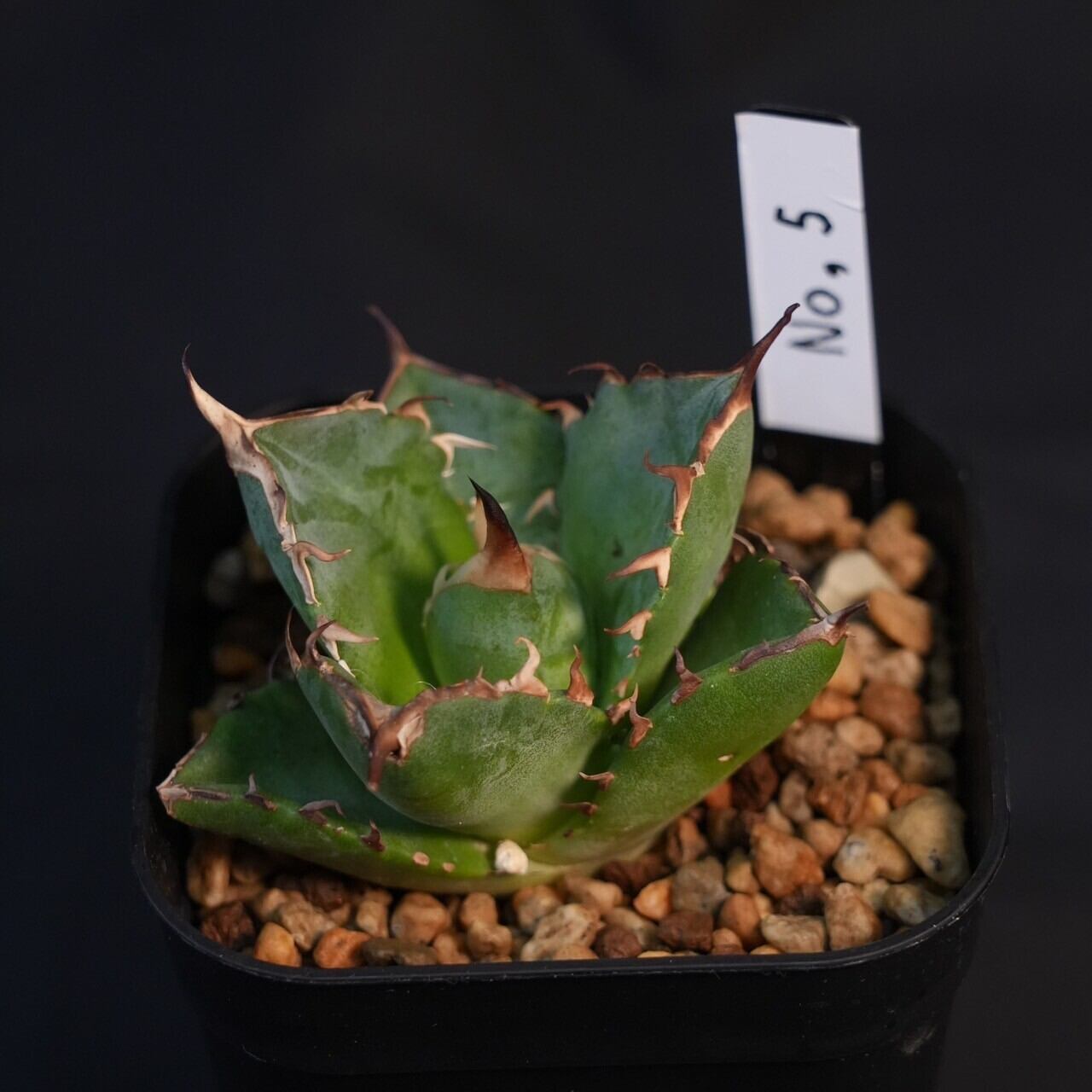 L25 Sクラスは希少株 アガベ チタノタ ハデス 恐竜牙歯 黒帝斯 極上