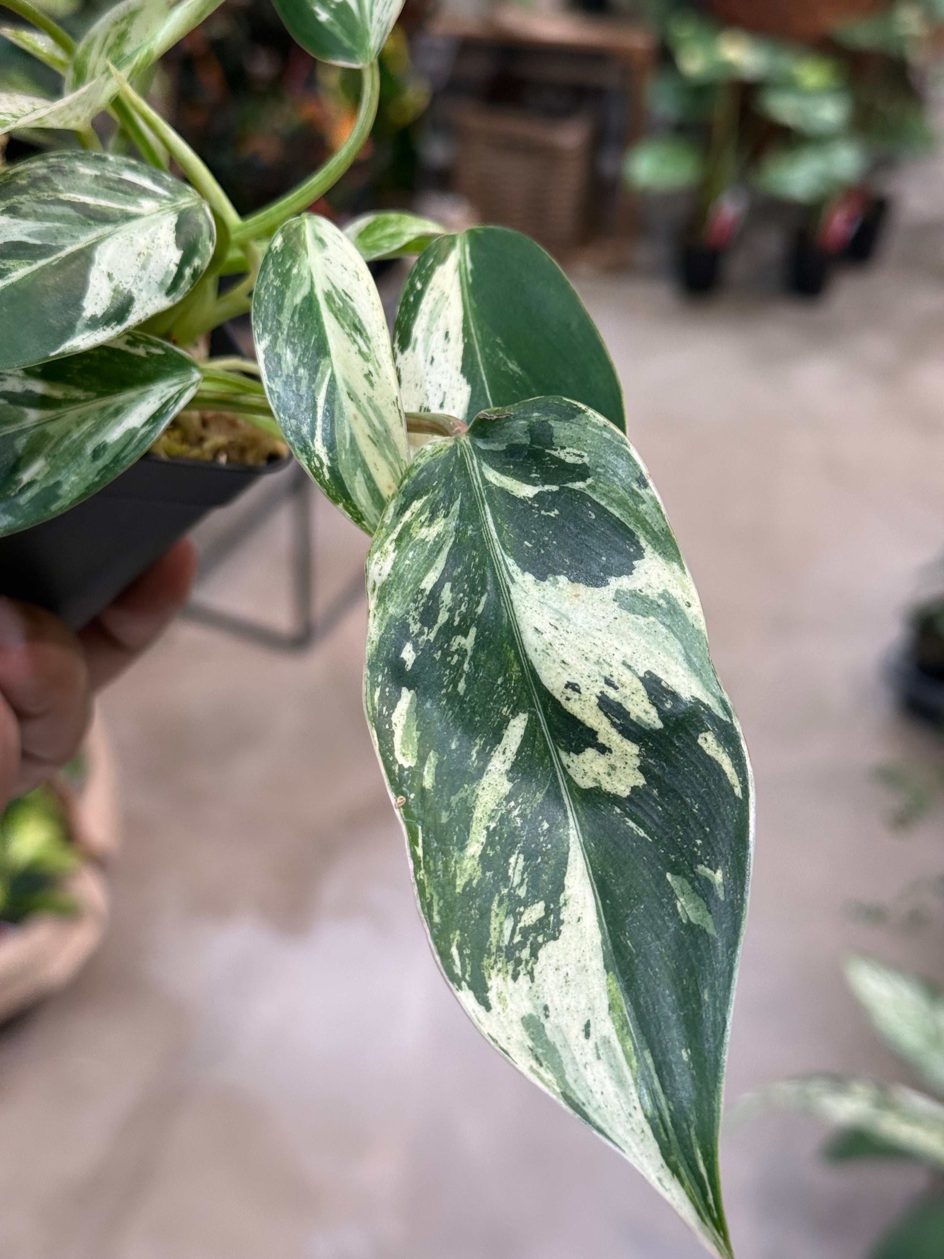 A フィロデンドロン エメラルドクイーン | MIDORIYA 観葉植物専門店